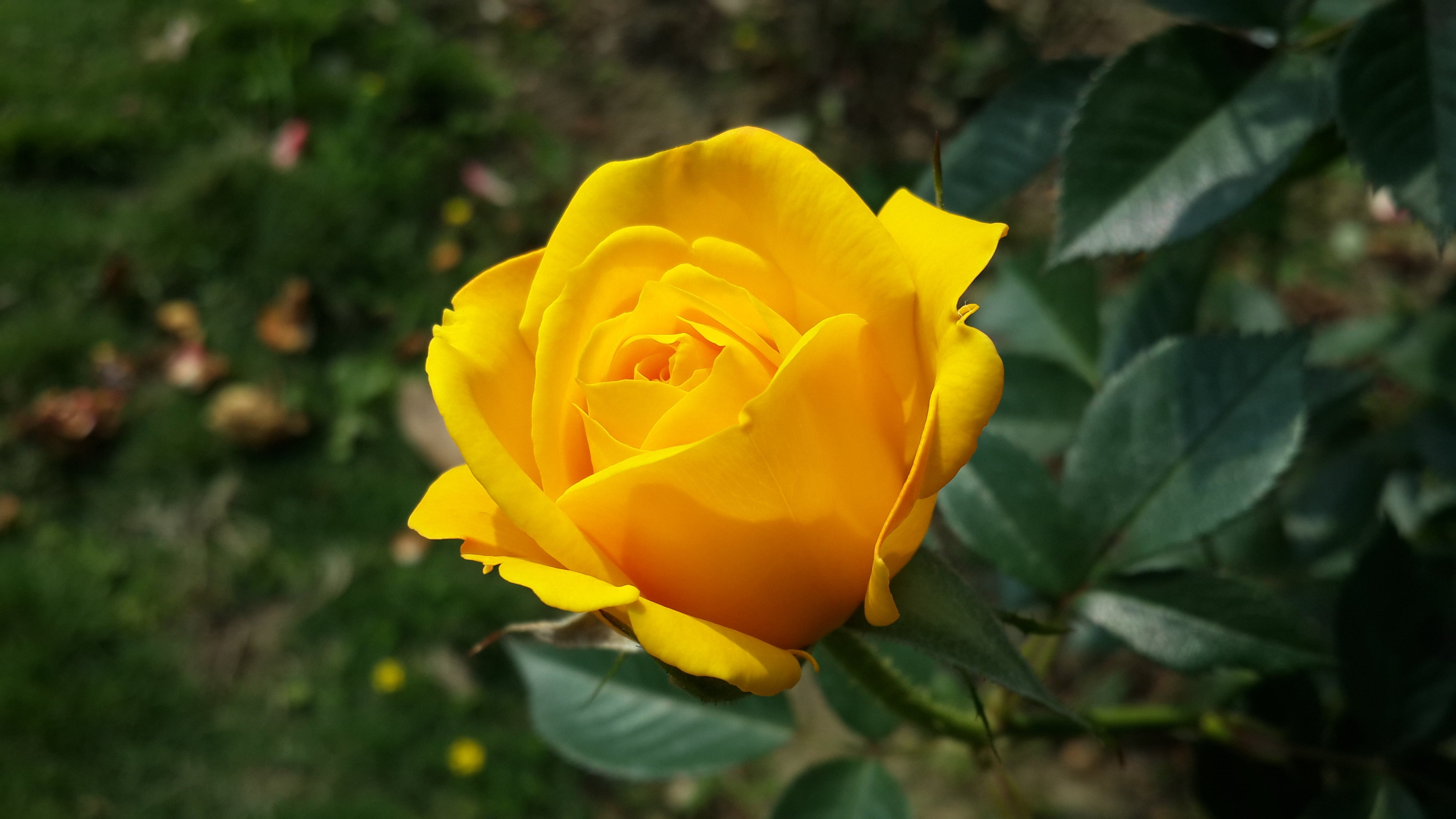 plant part, vibrant Color, inflorescence, bud, botany, day, beauty In Nature, no People, flower Head, flower, green Color, summer, nature, leaf, bush, petal, HD Wallpaper