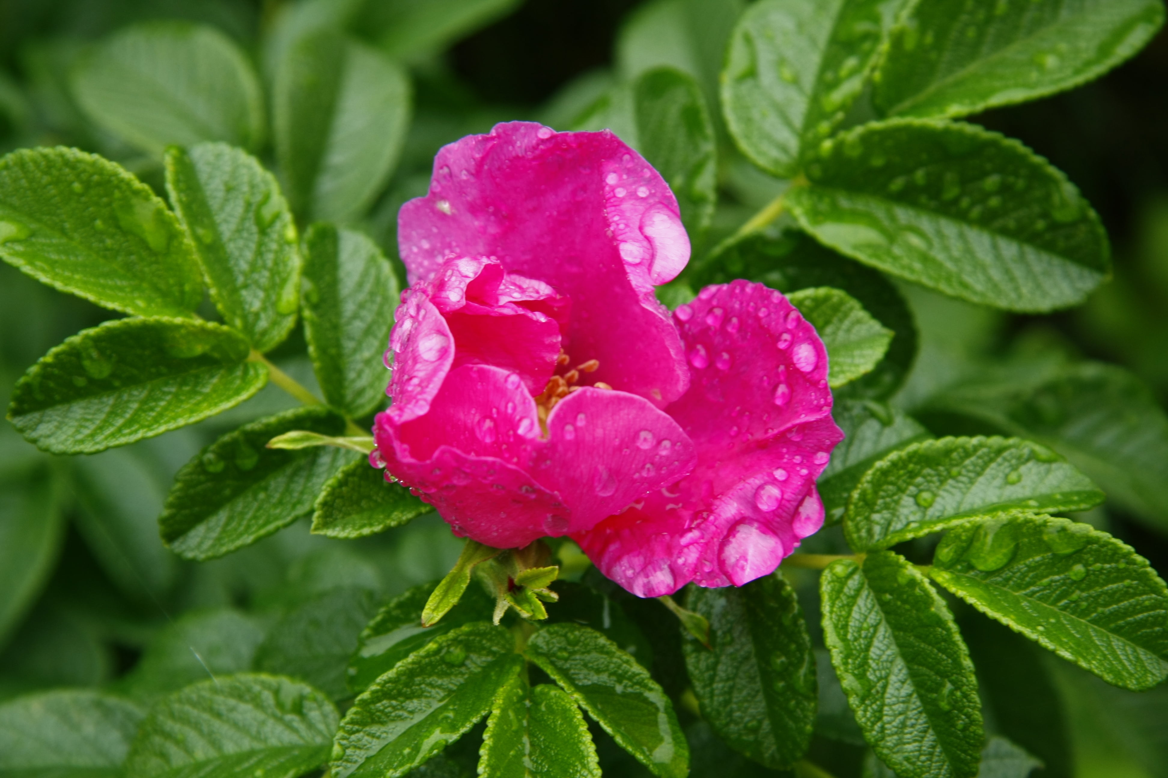 inflorescence, freshness, plant part, rain, green Color, springtime, nature, close-up, gardening, flower, botany, leaf, drop, fragility, beauty In Nature, HD Wallpaper