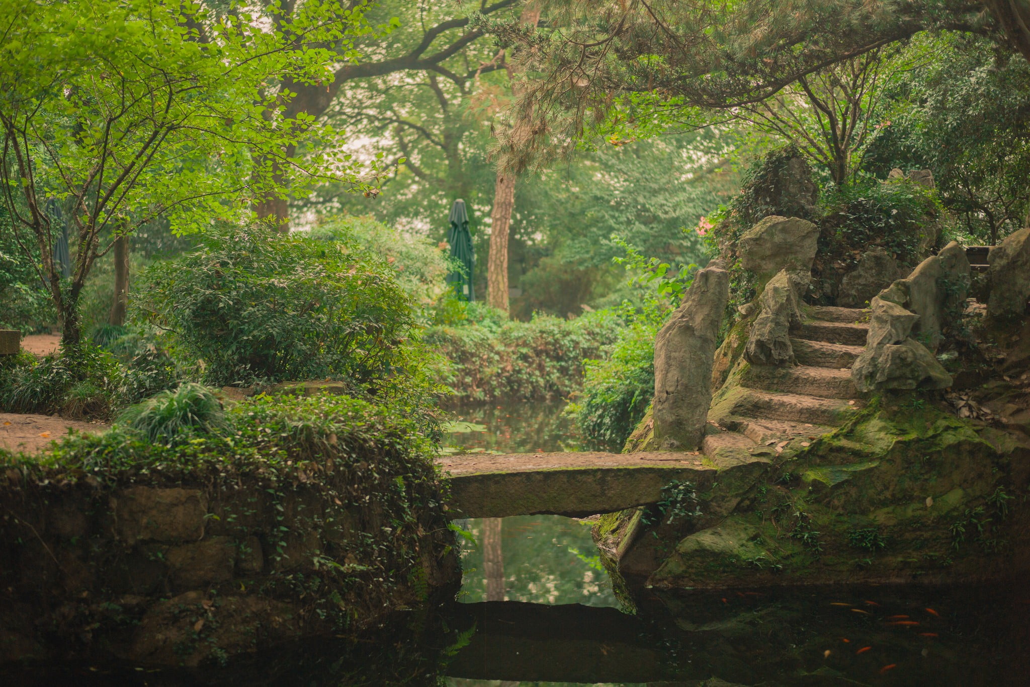 scenics - nature, lush foliage, tranquility, nature, beauty in nature, forest, brown, 1080P, day, outdoors, plant, history, green, path, tree, growth, HD Wallpaper