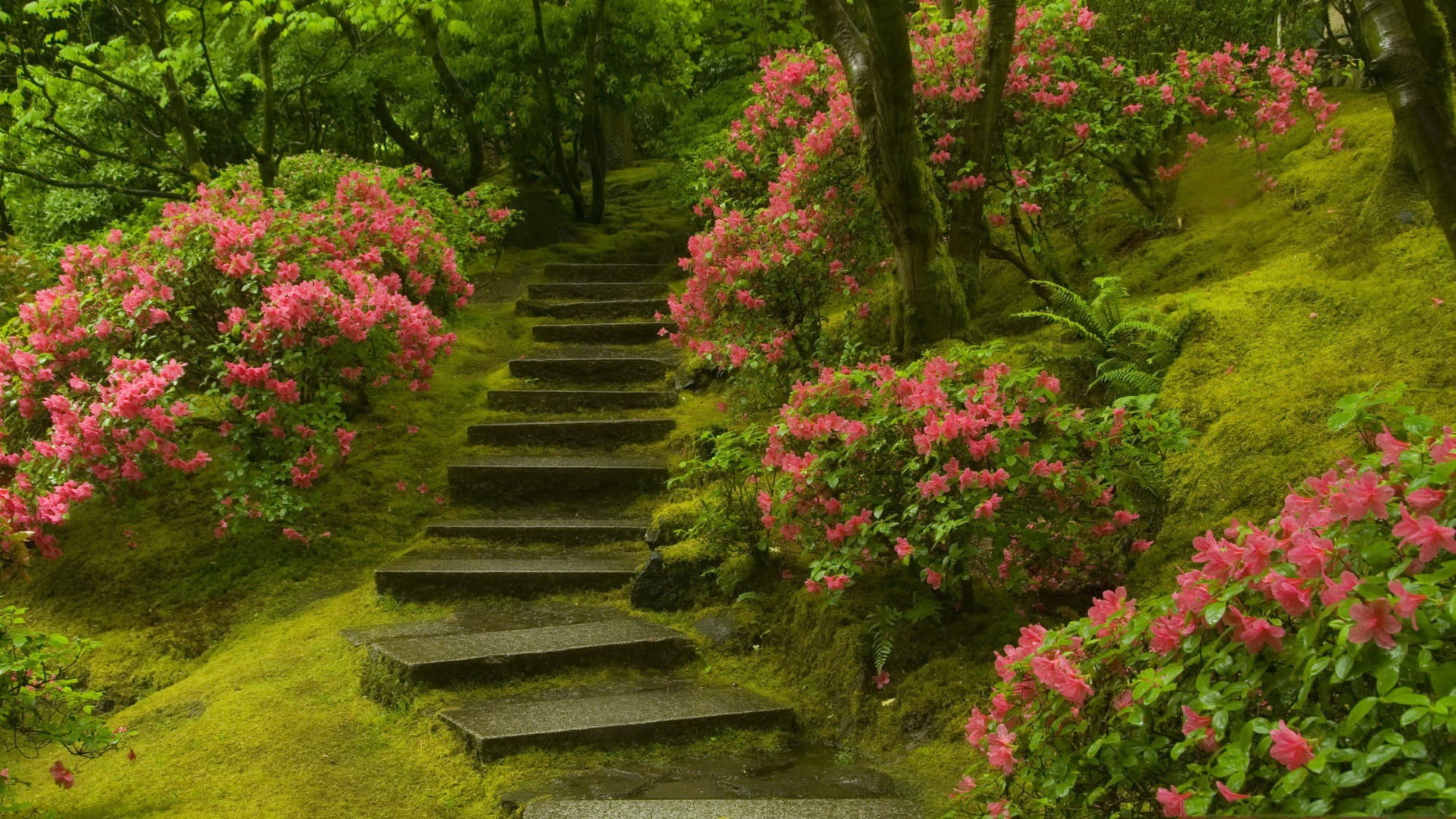 green color, 1080P, plant, tree, growth, staircase, scenics - nature, no people, the way forward, freshness, outdoors, beauty in nature, day, land, tranquility, HD Wallpaper