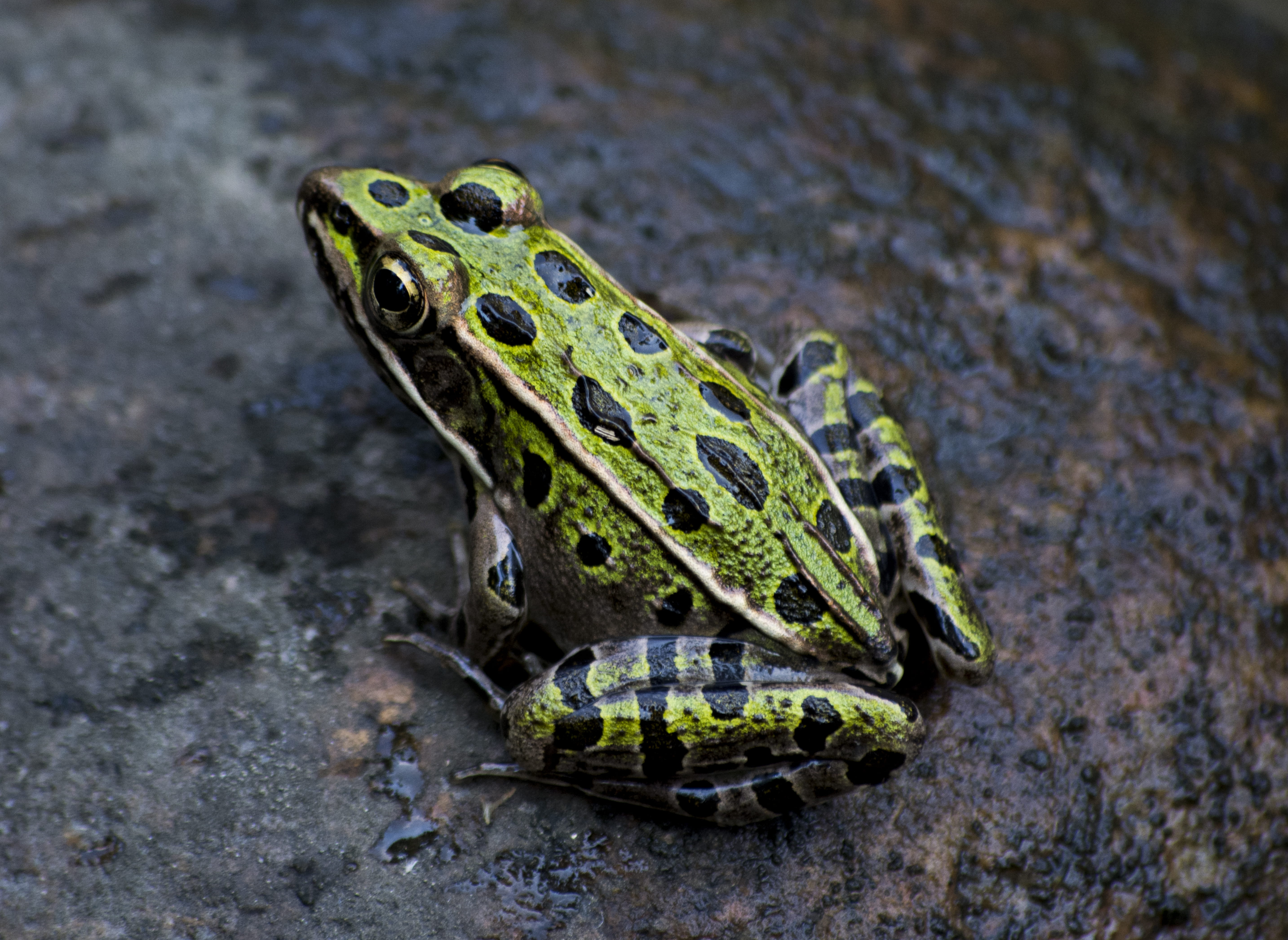 animal wildlife, animal head, no people, frog, animal body part, color, animal eye, animals in the wild, black, photography, focus on foreground, wet, little, HD Wallpaper