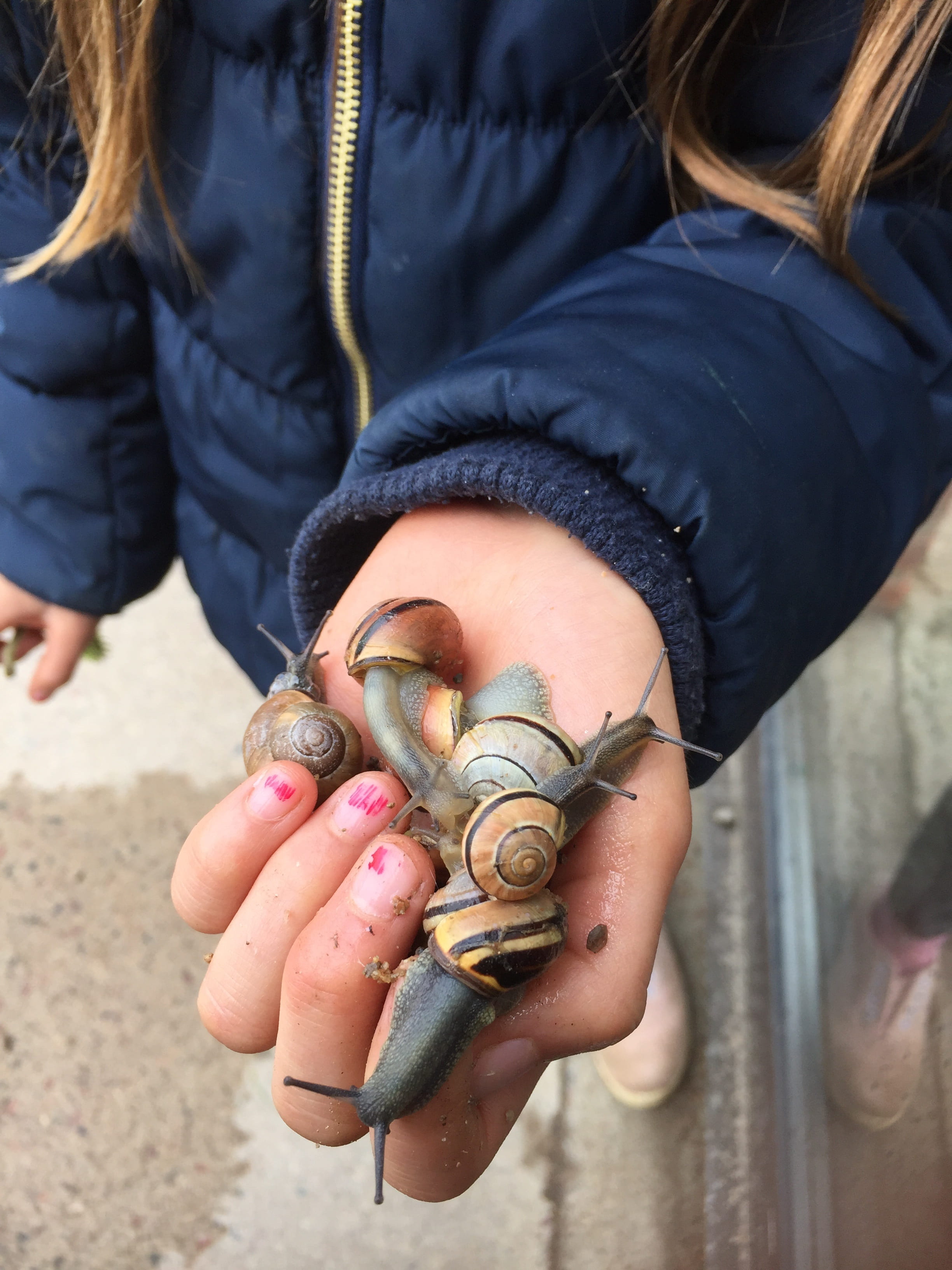 snails, close-up, tattoo, children, leisure activity, real people, human body part, holding, human hand, midsection, seashell, day, hand, outdoors, molluscs, Phone HD Wallpaper