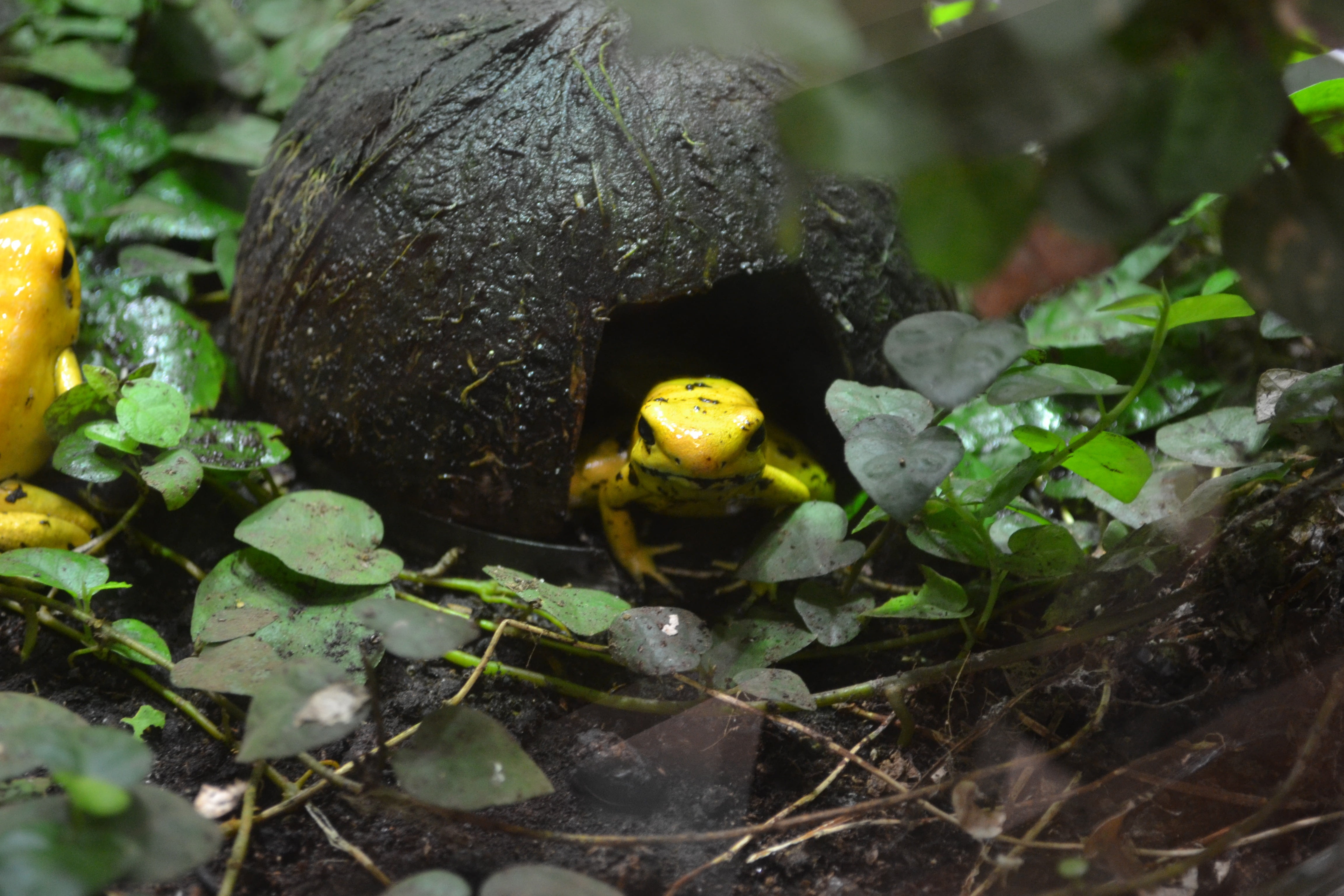 plant, no people, fungus, golden poison arrow frog, close-up, golden dart frog, outdoors, growth, animal, 4K, dangerous, life threatening, selective focus, HD Wallpaper