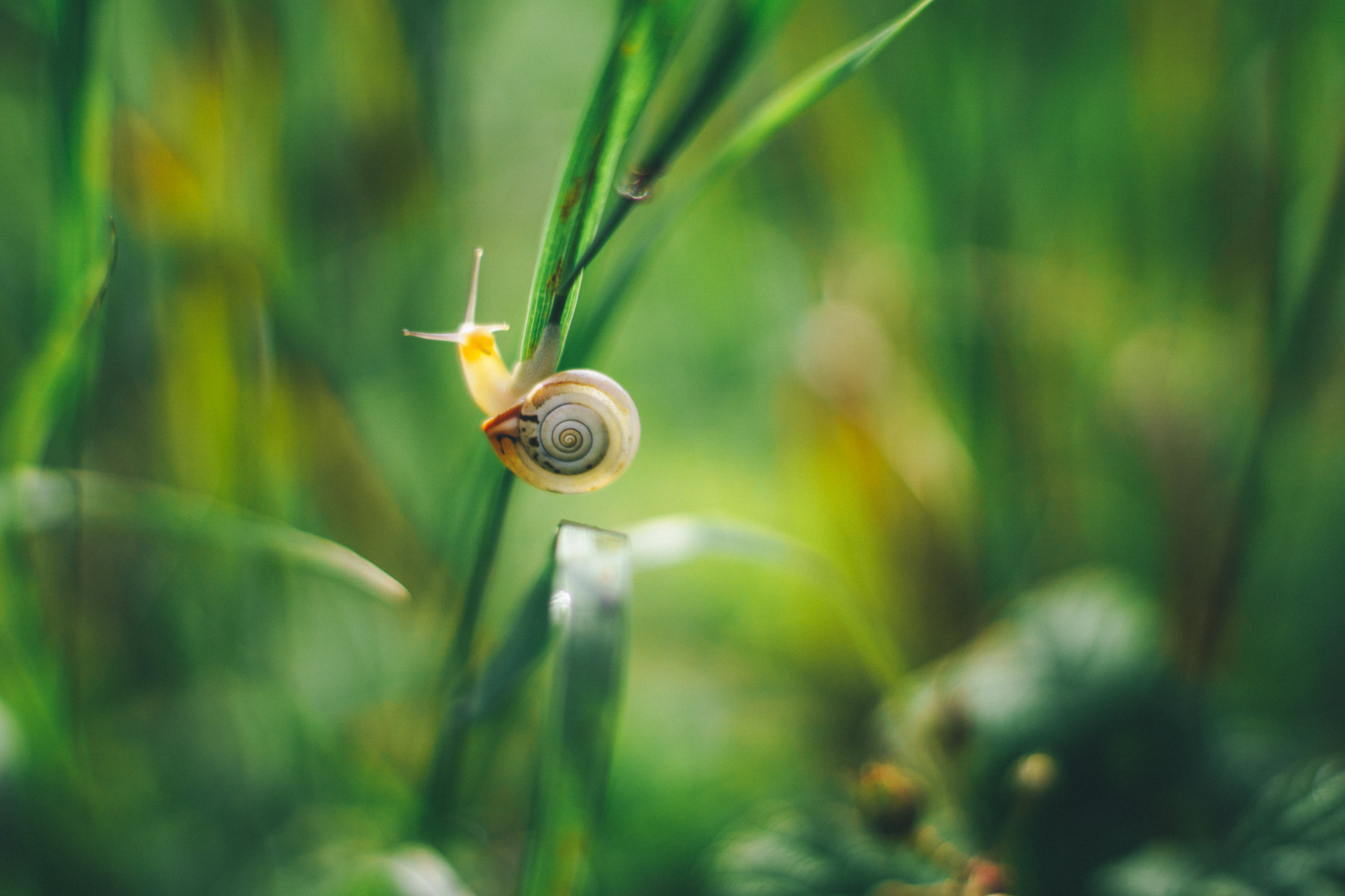 spiral, snail, SAMYANG, plant, nature, canon, macro, strech, crawling, F2, shallow, close-up, Morning, focus, slimy, 5K, brown, fd, gastropod, animal, HD Wallpaper