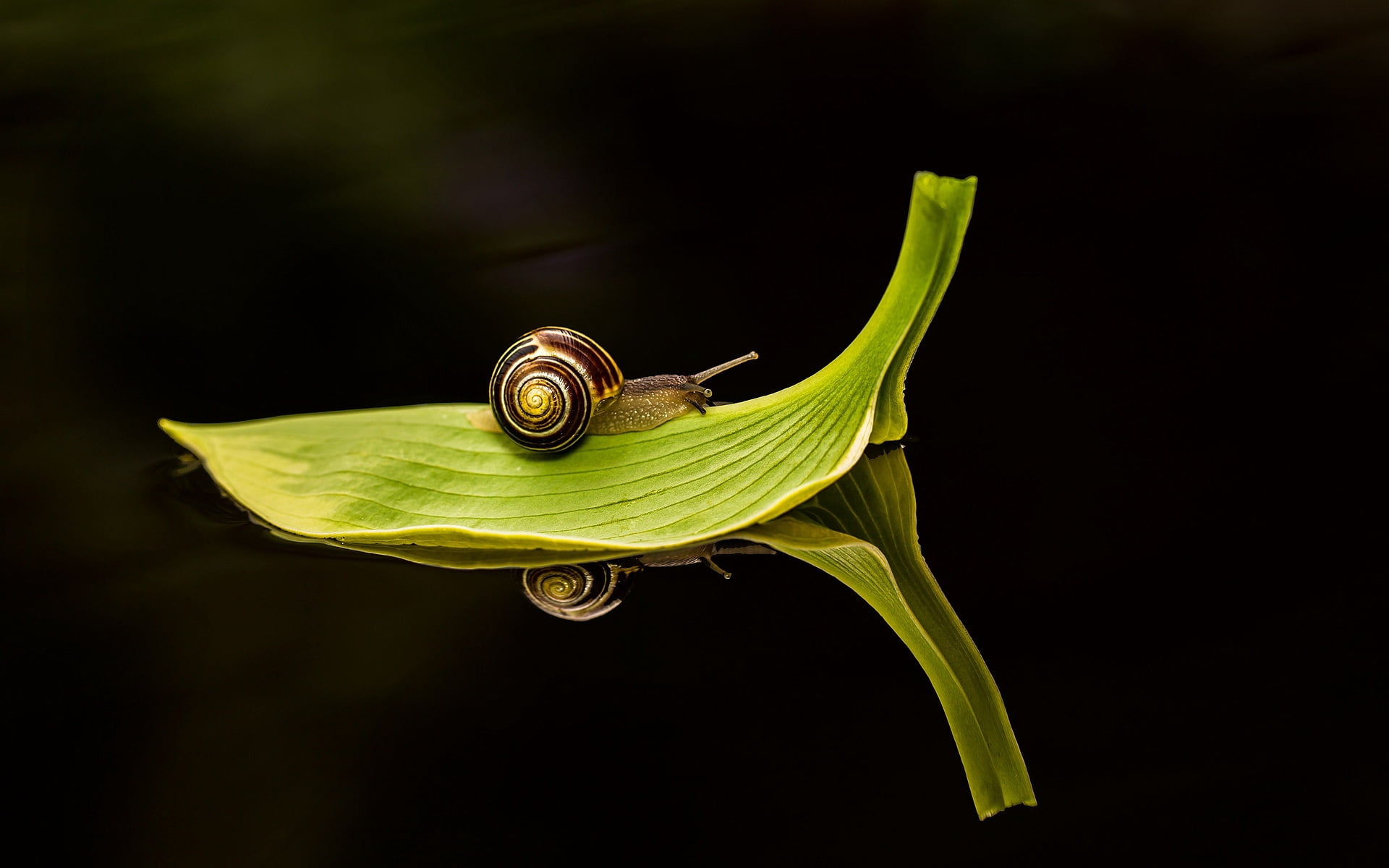 studio shot, snail, animals in the wild, spiral, slimy, pest, black background, close-up, one animal, freshness, mollusk, wildlife, small, traveling, green, HD Wallpaper