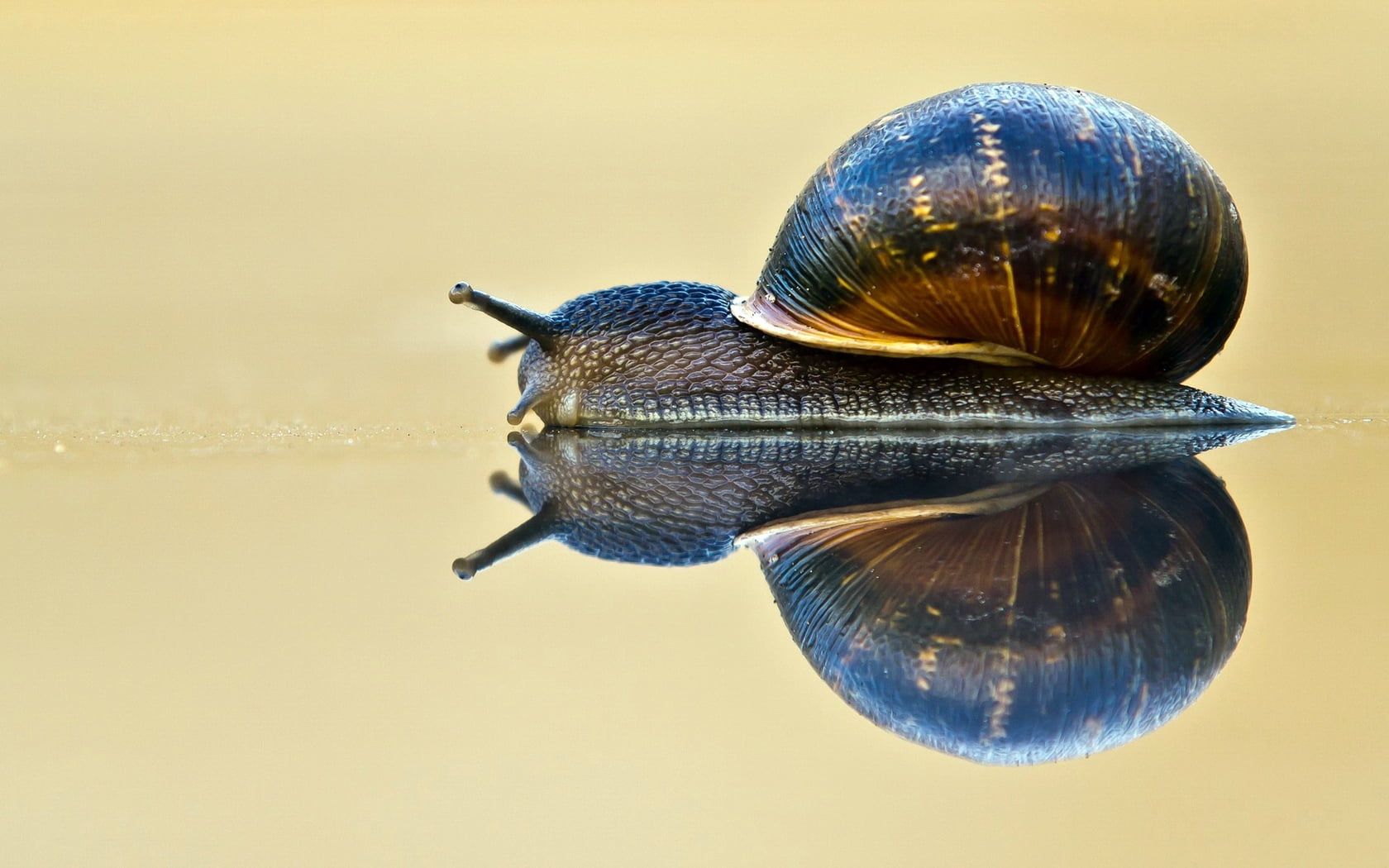 close-up, animals And Pets, brown, water, animal Shell, wildlife, crawling, gastropod, animal body part, blue, animal wildlife, animal, macro, backgrounds, HD Wallpaper