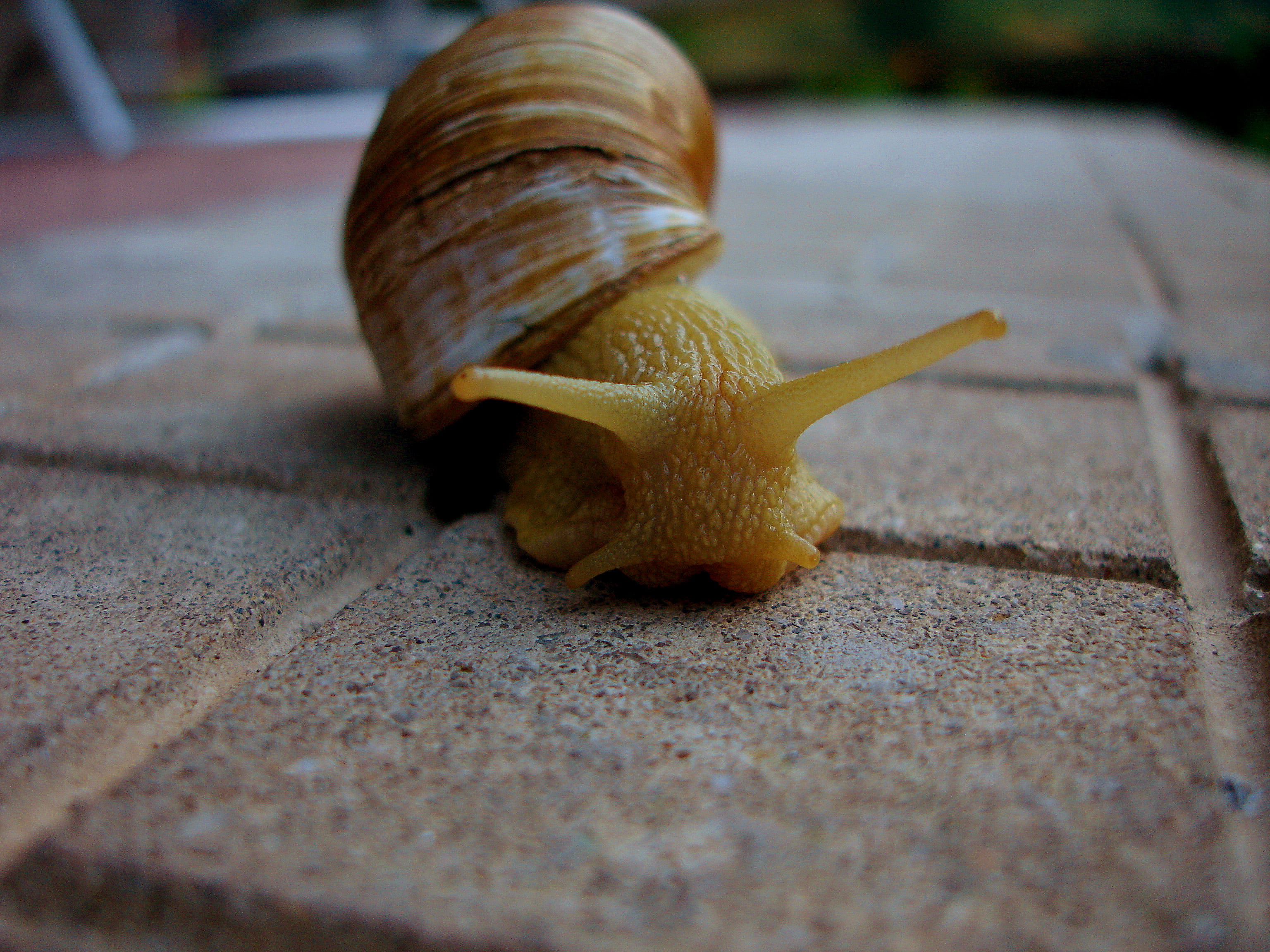 animal themes, gastropod, crawling, no people, close-up, snail, wildlife, animal antenna, mollusk, 2K, slimy, selective focus, invertebrate, nature, surface level, HD Wallpaper
