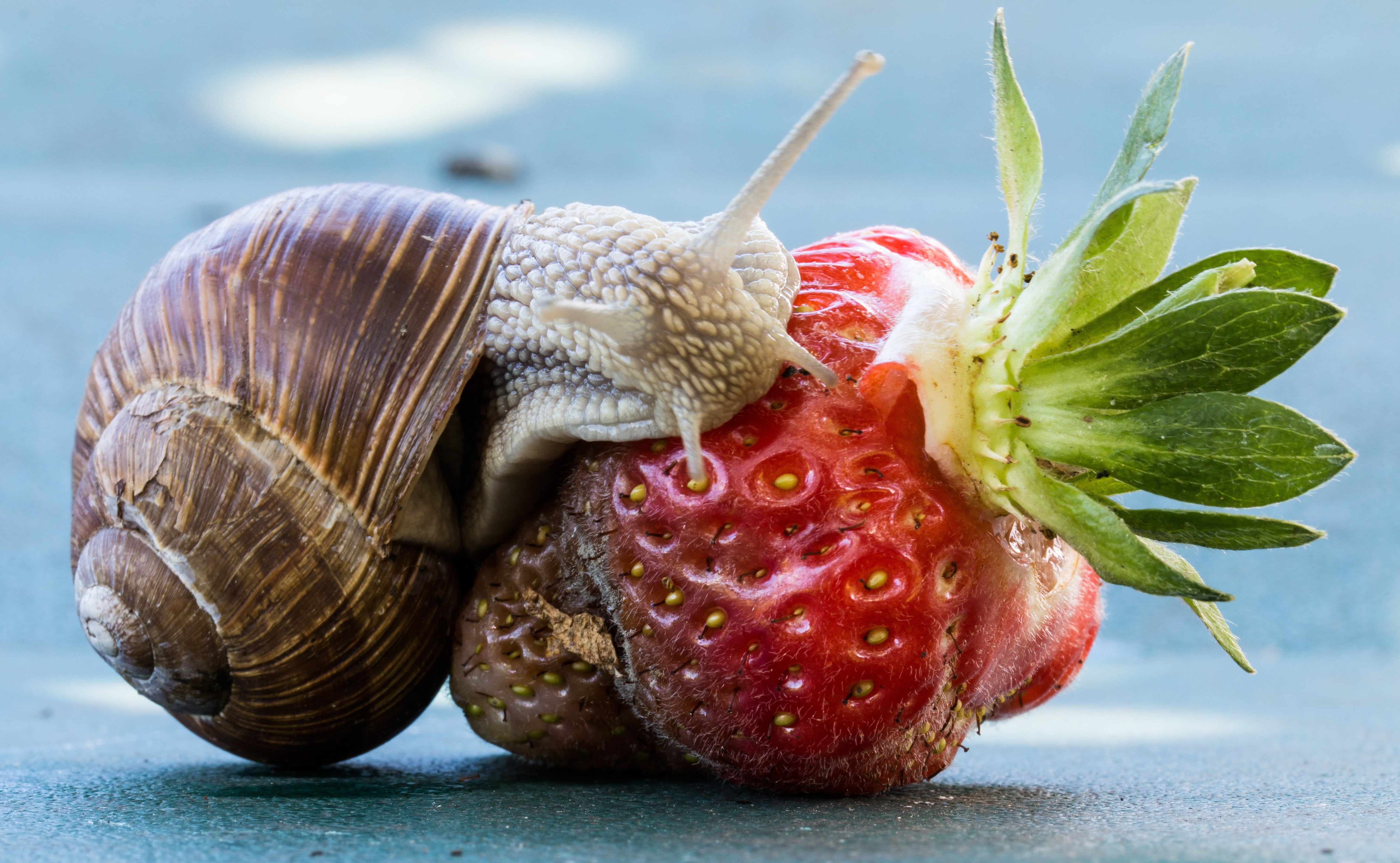 5K, water, nature, berry, animal Shell, no people, animal themes, leaf, mollusk, close-up, eating, shell, rotten, red, day, organic, animal wildlife, healthy eating, HD Wallpaper