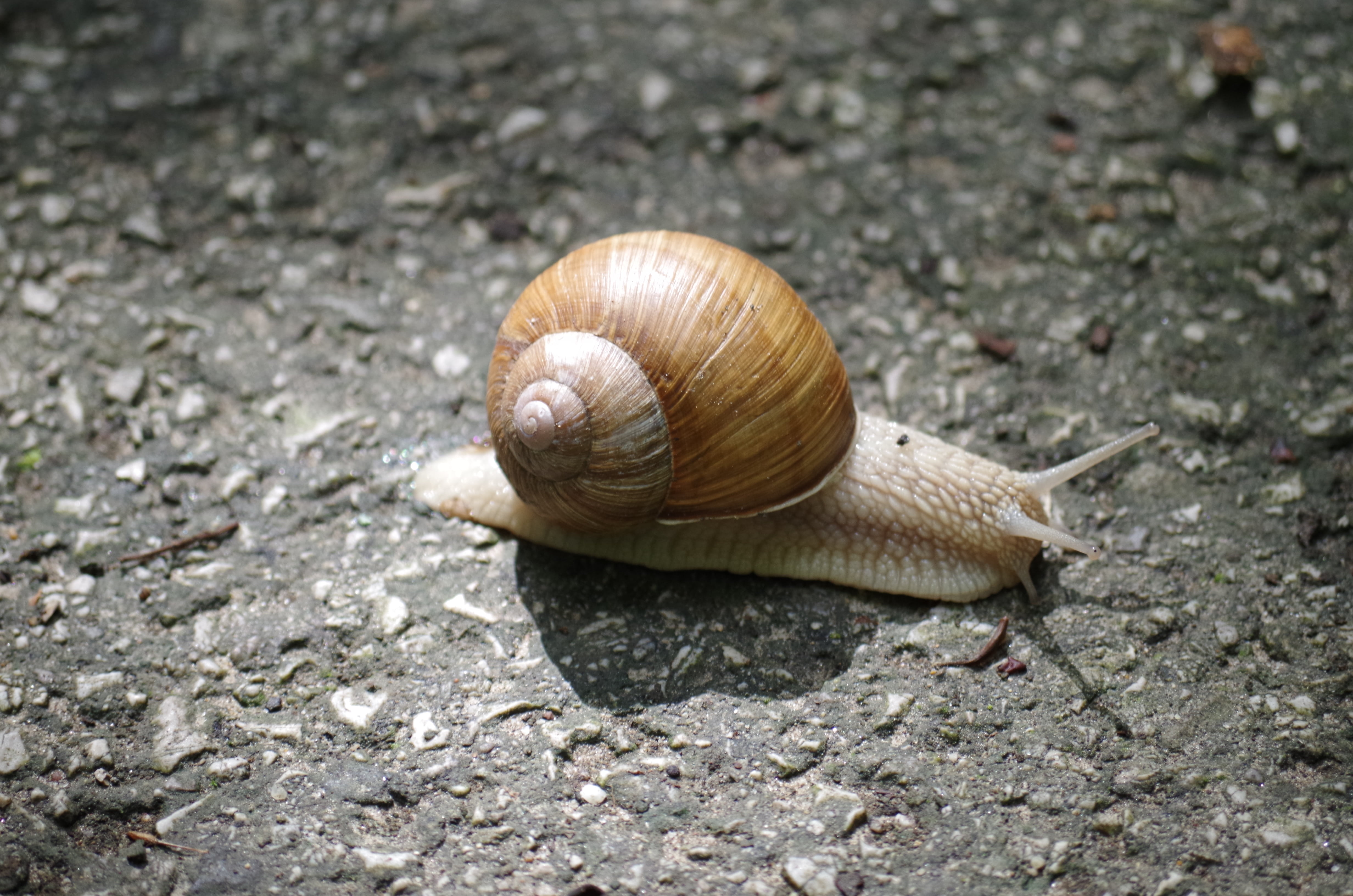 mollusk, high angle view, focus on foreground, invertebrate, one animal, insects, day, shell, no people, nature, animals in the wild, animal wildlife, animal antenna, HD Wallpaper