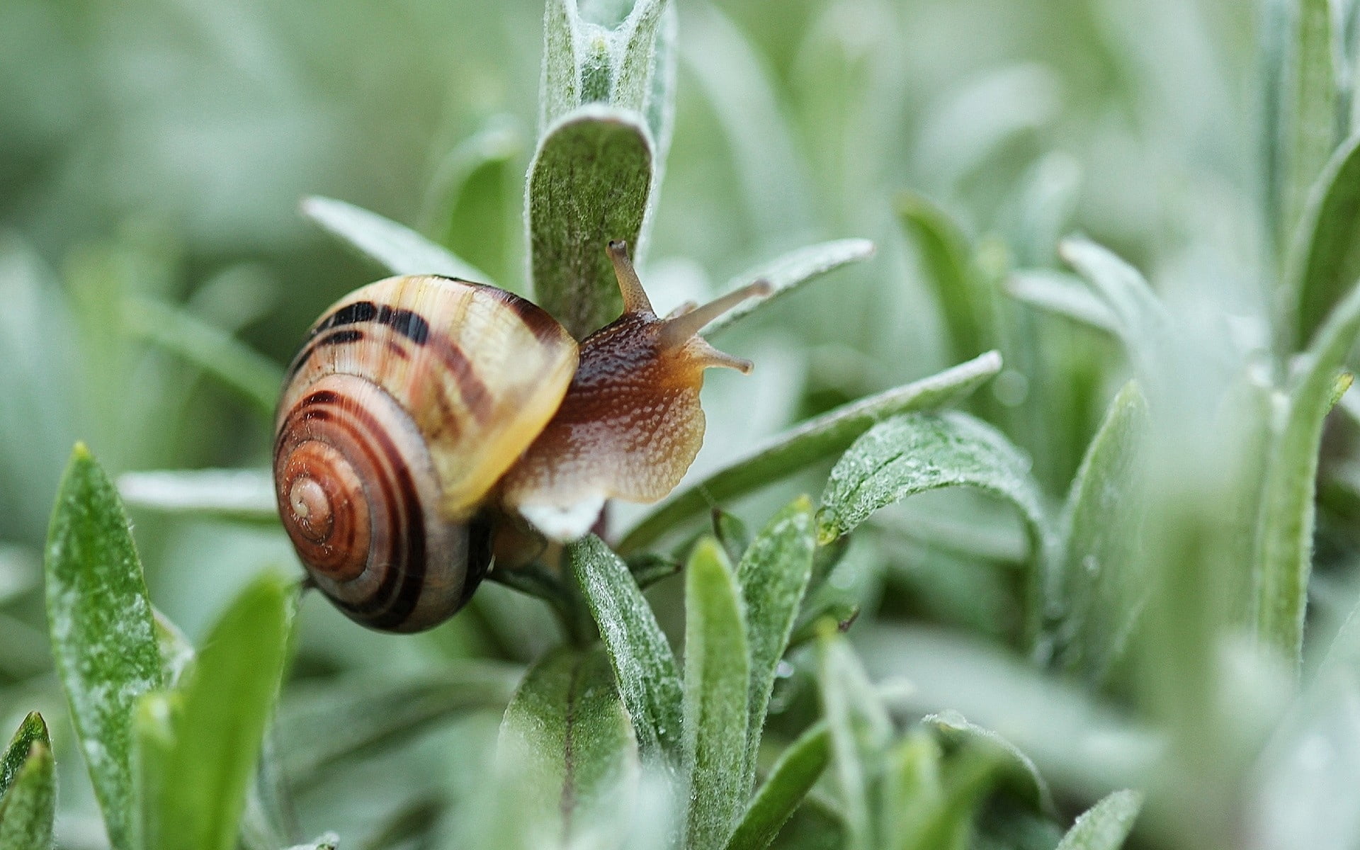gastropod, green Color, pest, plant part, slimy, mollusk, nature, animal shell, beige, outdoors, leaf, spiral, close-up, slug, plant, small, insect, no people, HD Wallpaper