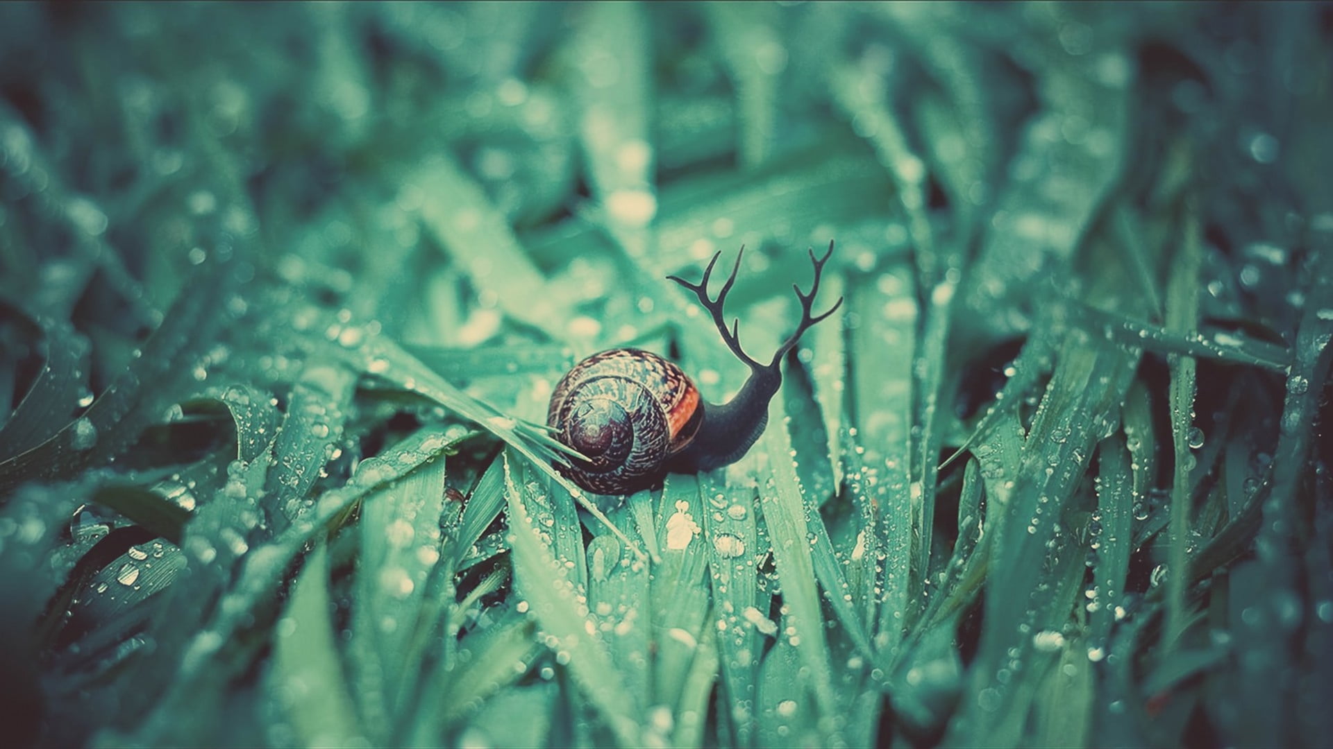 no people, drop, summer, moisture, macro, rain, gastropod, escargot, slimy, animal Shell, outdoors, small, black, grass, growth, green Color, animal, selective focus, HD Wallpaper
