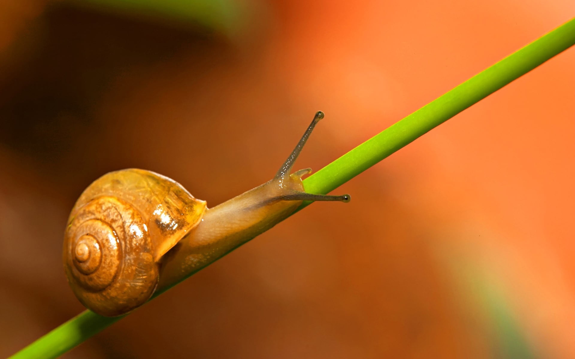 nature, insect, background, gastropod, crawl, formal Garden, animal themes, animal wildlife, escargot, green Color, small, day, slow, brown, sliding, wildlife, HD Wallpaper