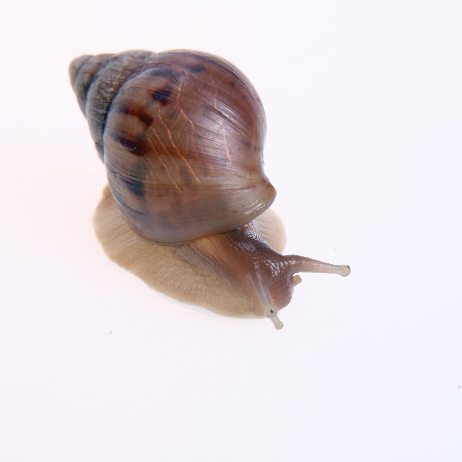 crawling, landsnails, invertebrate, nature, slithering, closeup, animals in the wild, wet, mollusk, brown, wildlife, one animal, food, animal themes, mucus, Phone HD Wallpaper