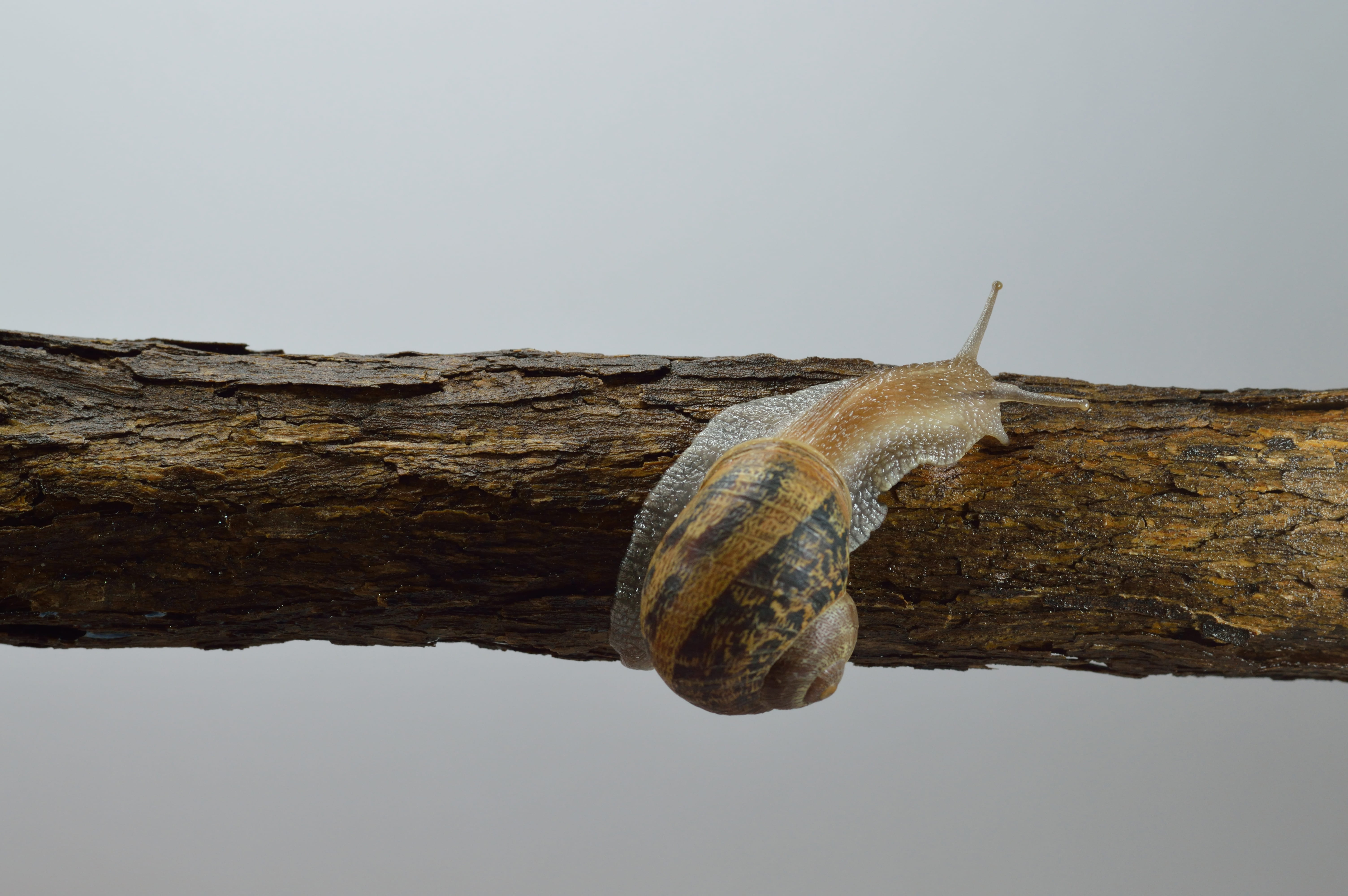 nature, slimy, focus, mollusk, animal themes, outdoors, gastropod, animal shell, animal, close-up, no people, snail, trees, animal wildlife, copy space, HD Wallpaper