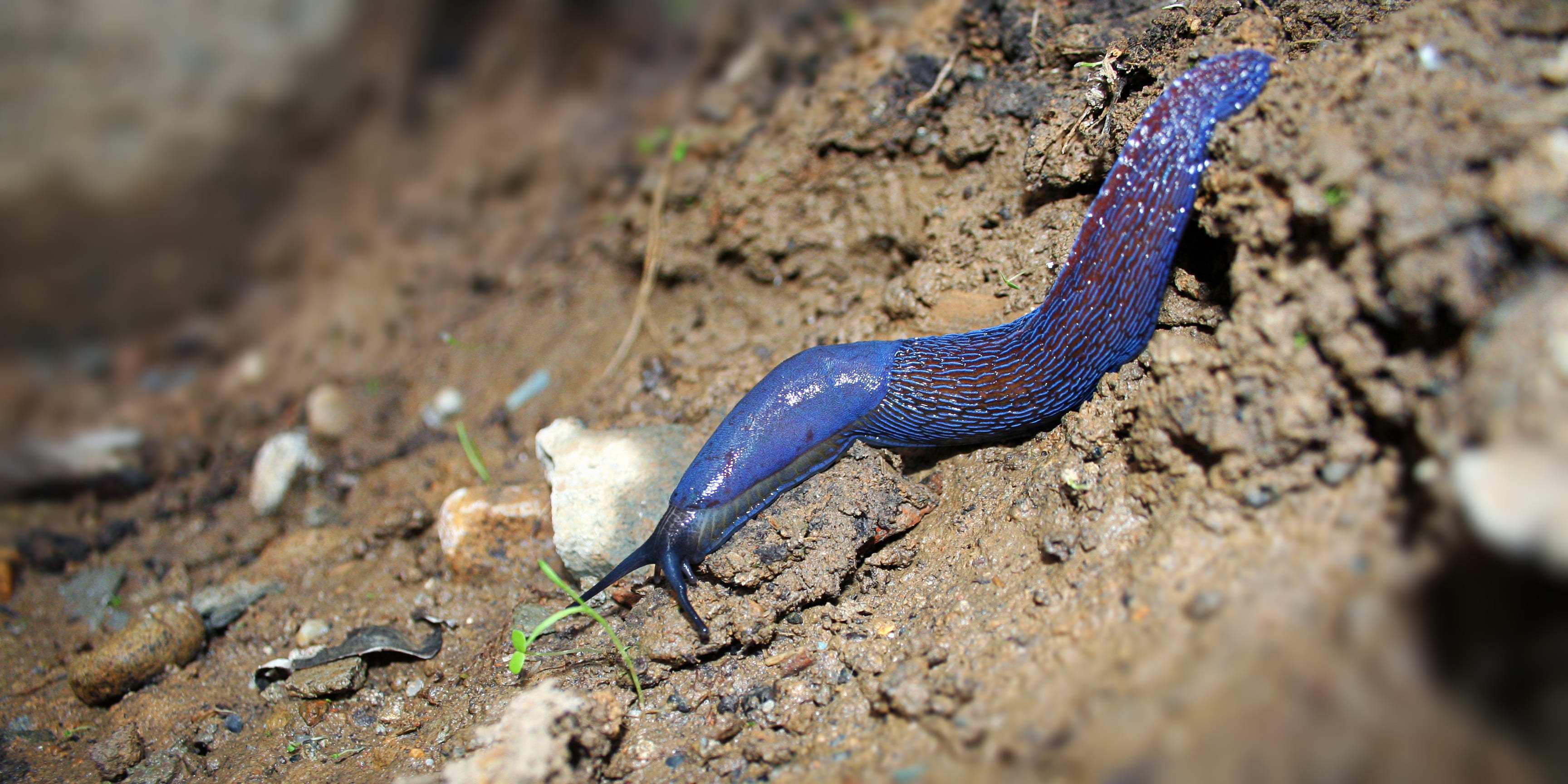 solid, colorful, vertebrate, soil, slimy, animal wildlife, photography, focus, one animal, land, day, 2K, snake, larva, animal scale, worm, bug, outdoors, HD Wallpaper