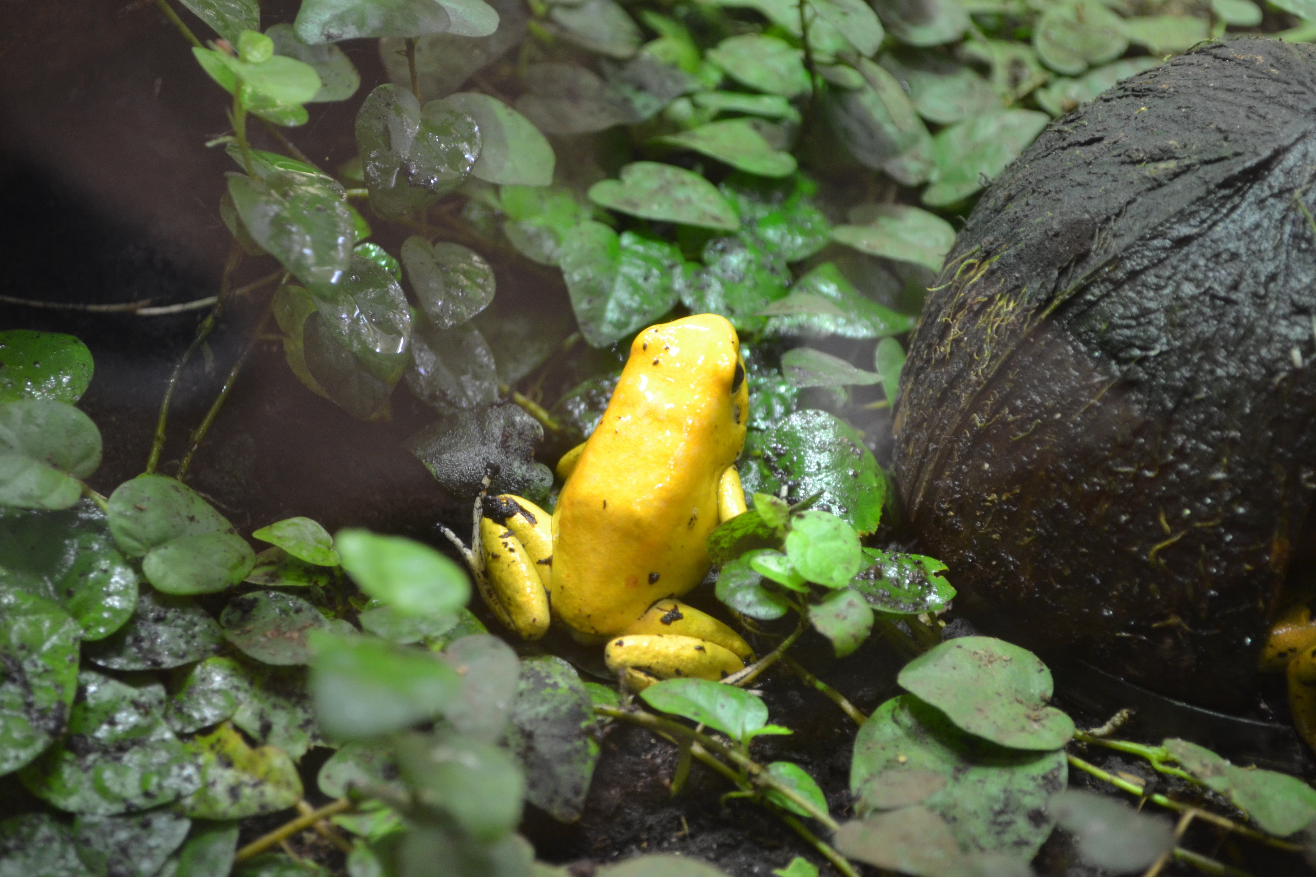 life threatening, frog, golden poison arrow frog, solid, green color, golden poison frog, rock - object, plant part, food, leaf, yellow, rock, slimy, day, HD Wallpaper