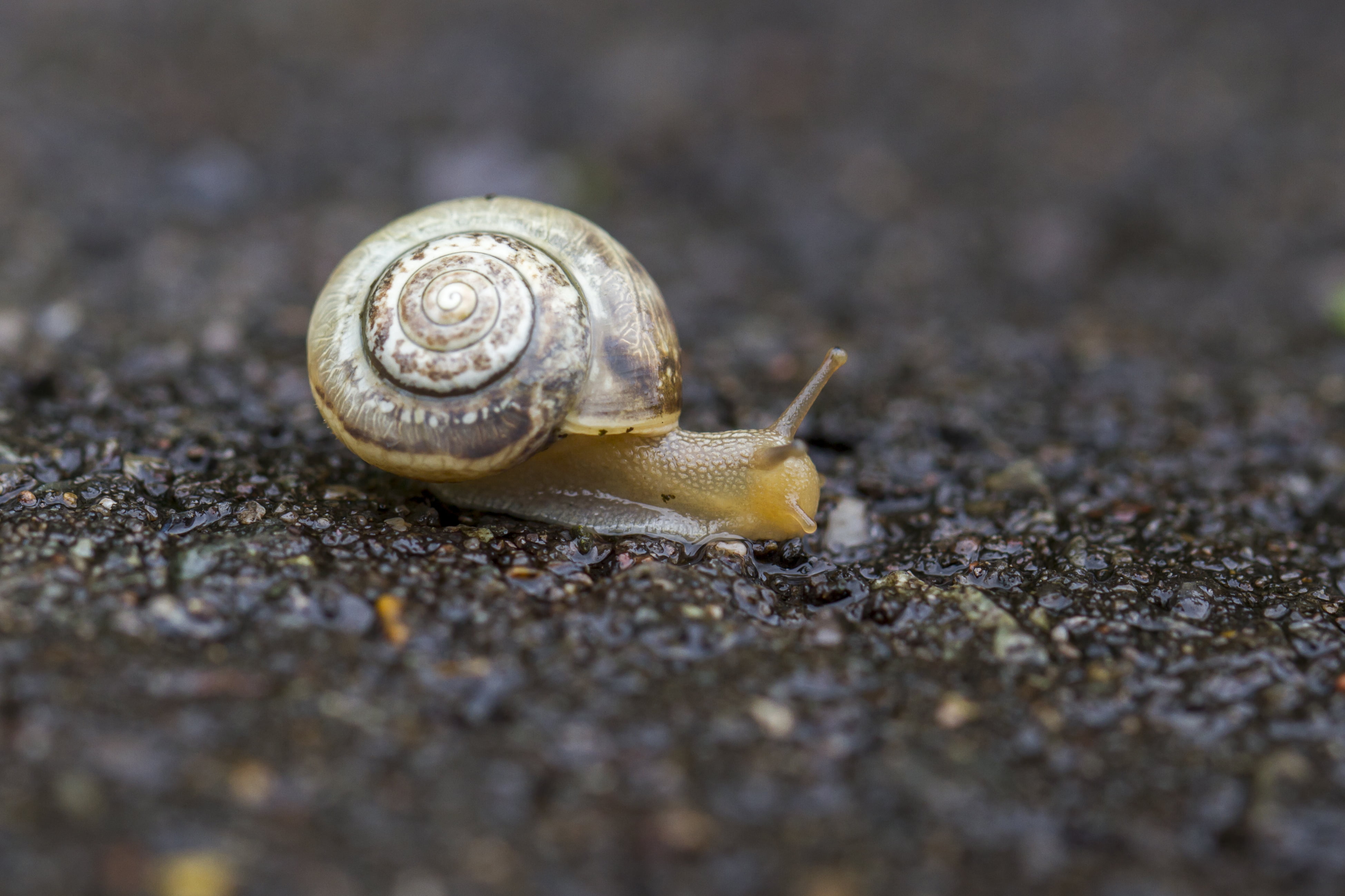UK, Peterborough, beige, 4K, ground, Snail, ofgray, Canon 7D, Trichia striolata, Bokeh, Saturday, macro photography, Tarmac, DOF, HSS, mollusk, Outdoors, HD Wallpaper