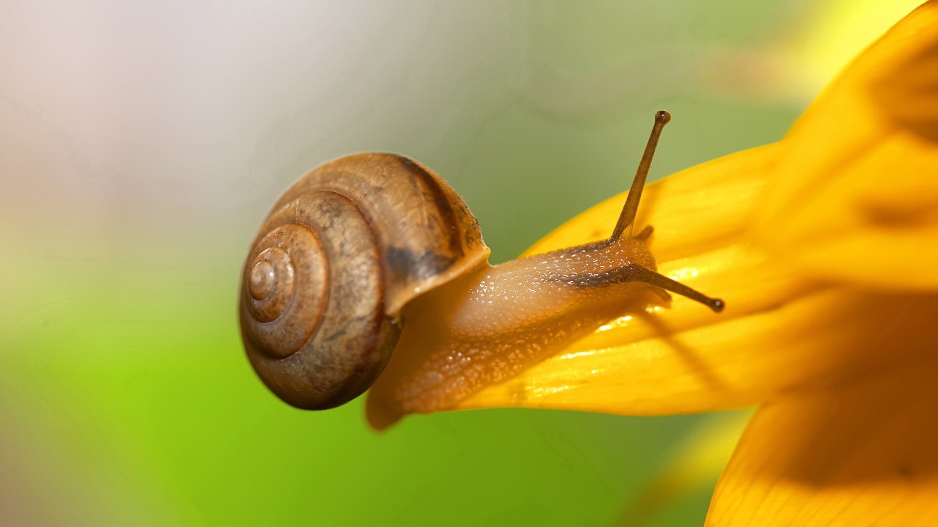 slippery, fragility, crawling, no people, nature, macro, spiral, invertebrate, vulnerability, snail, animal themes, close-up, flowering plant, mollusk, HD Wallpaper