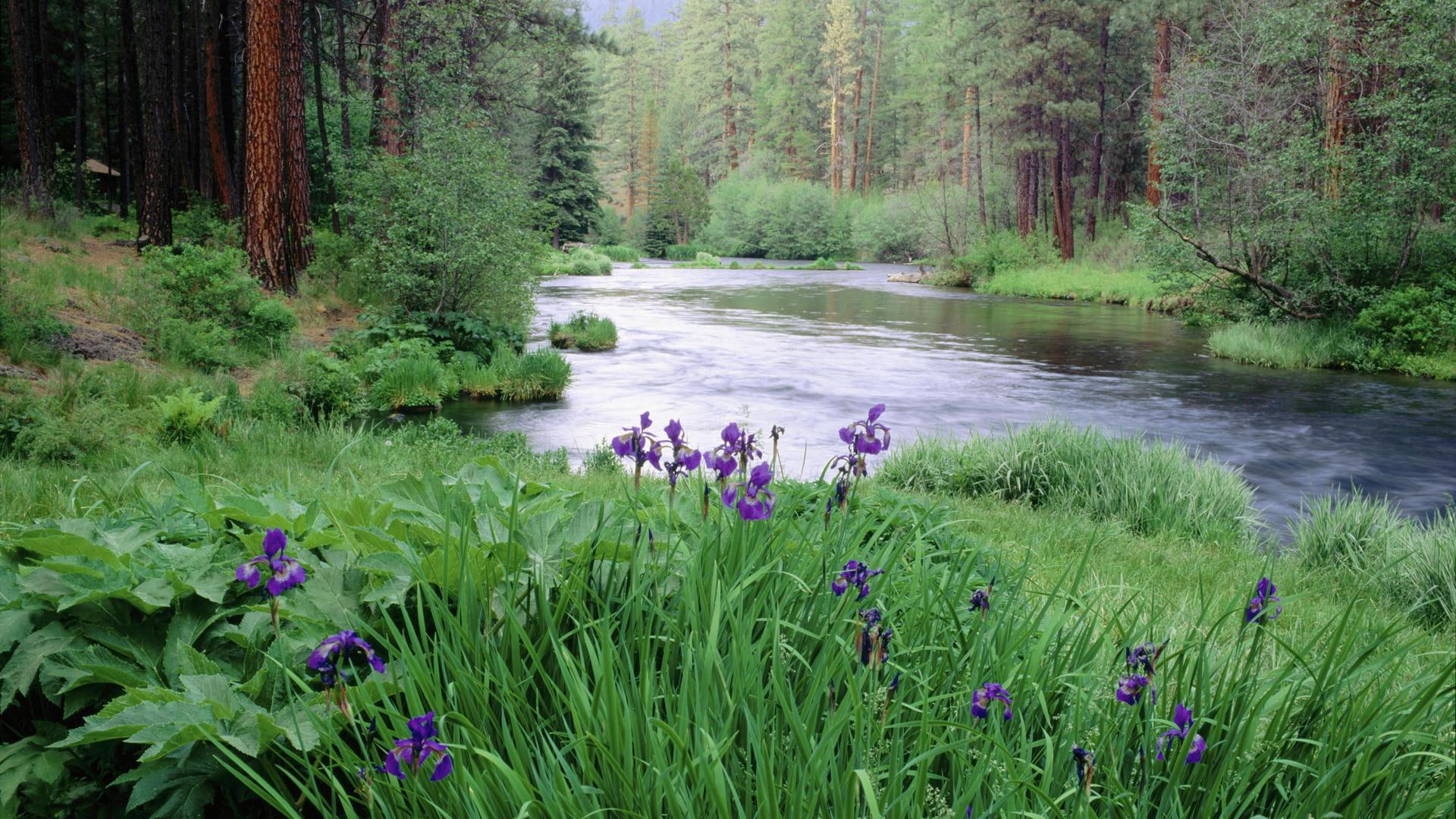 slow, 1080P, water, trees, river, flowers, moving, nature and landscapes, HD Wallpaper