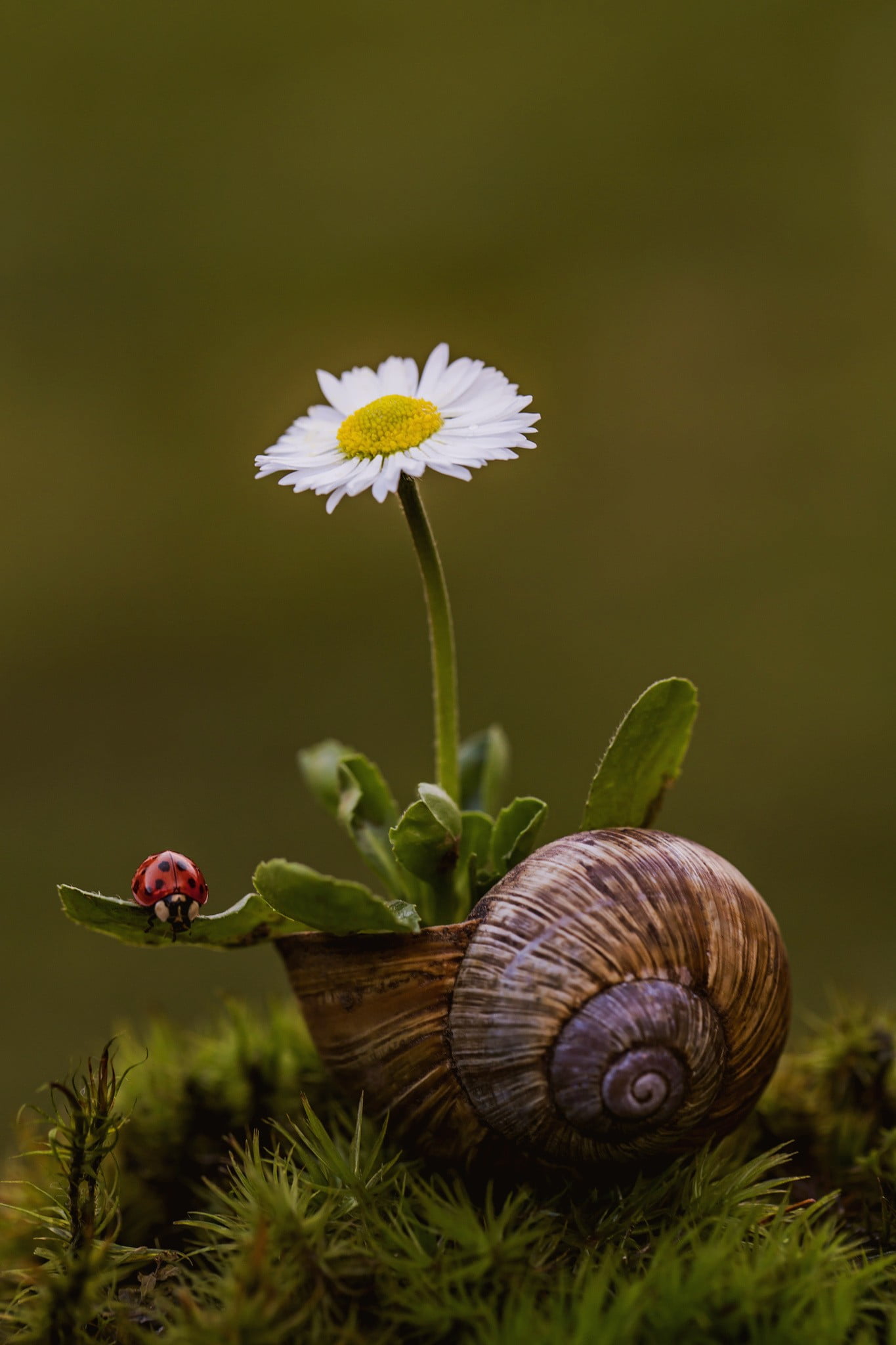 snail, nature, beauty in nature, fragility, plant, food and drink, vulnerability, animal wildlife, 1080P, growth, no people, photography, flower head, Phone HD Wallpaper