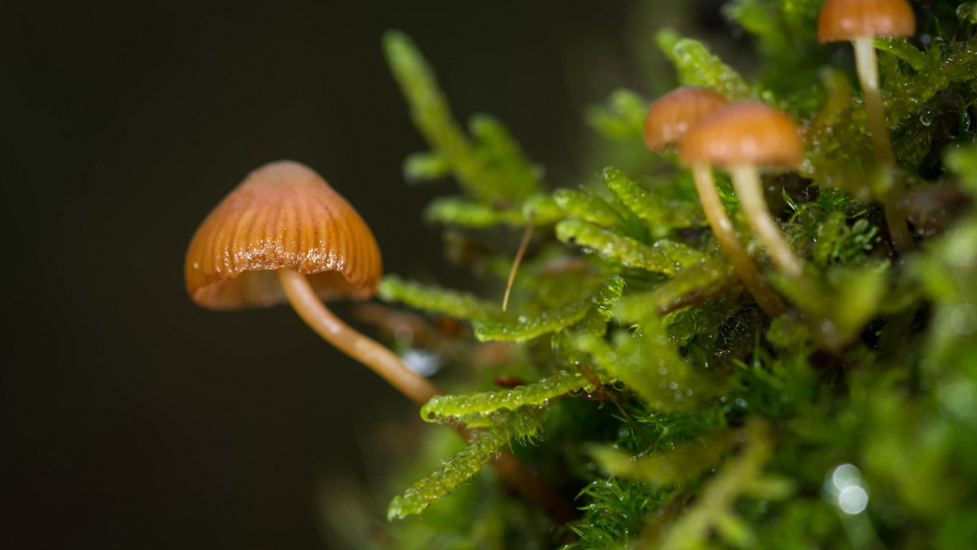 selective focus, close-up, mushroom, fragility, 1080P, no people, animal themes, one animal, vegetable, nature, fungus, animal, beauty in nature, gastropod, HD Wallpaper