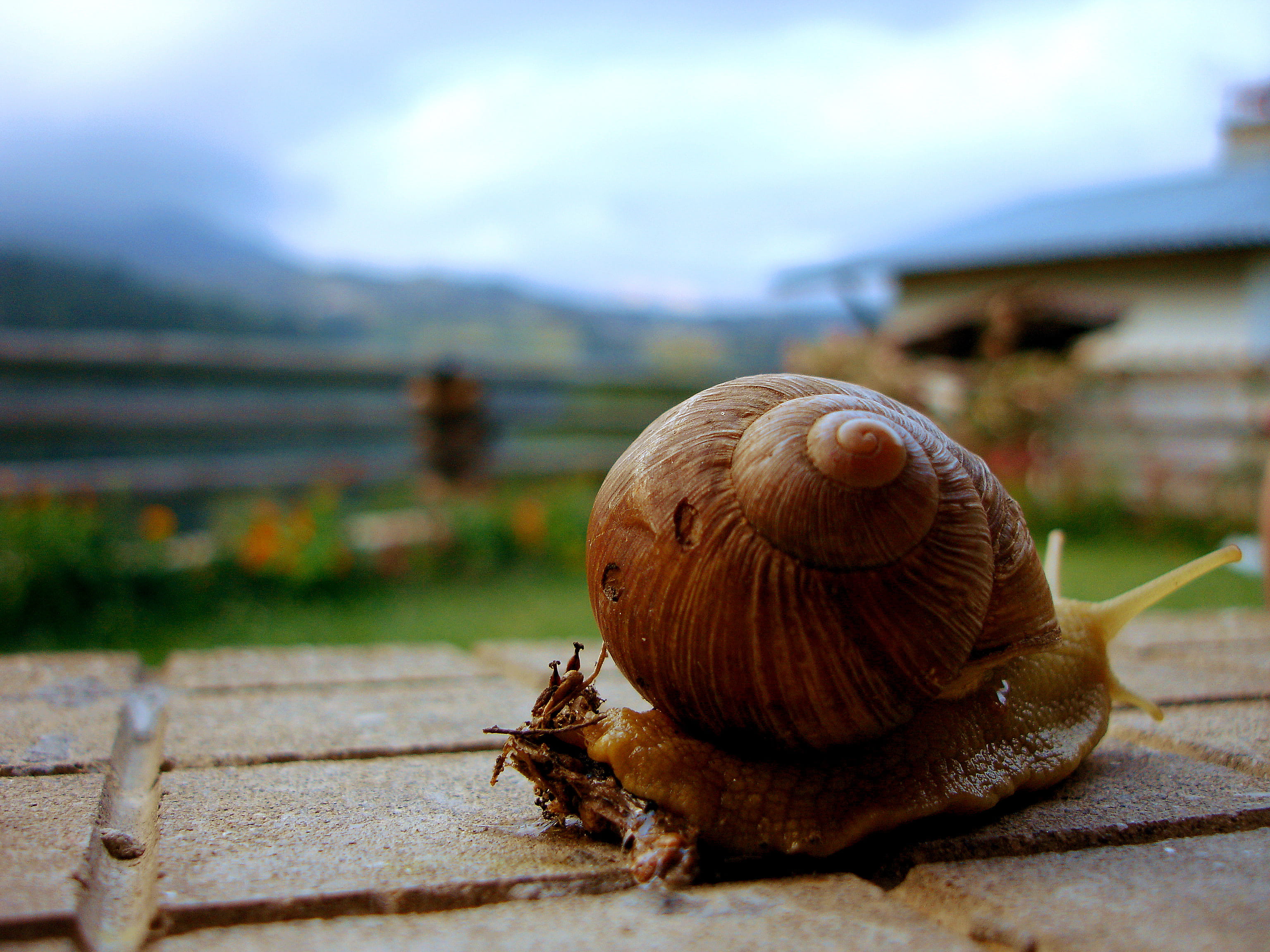 ground, animal shell, invertebrate, animal, wood - material, snail, shell, animal themes, animals in the wild, tiles, mollusk, one animal, day, selective focus, HD Wallpaper