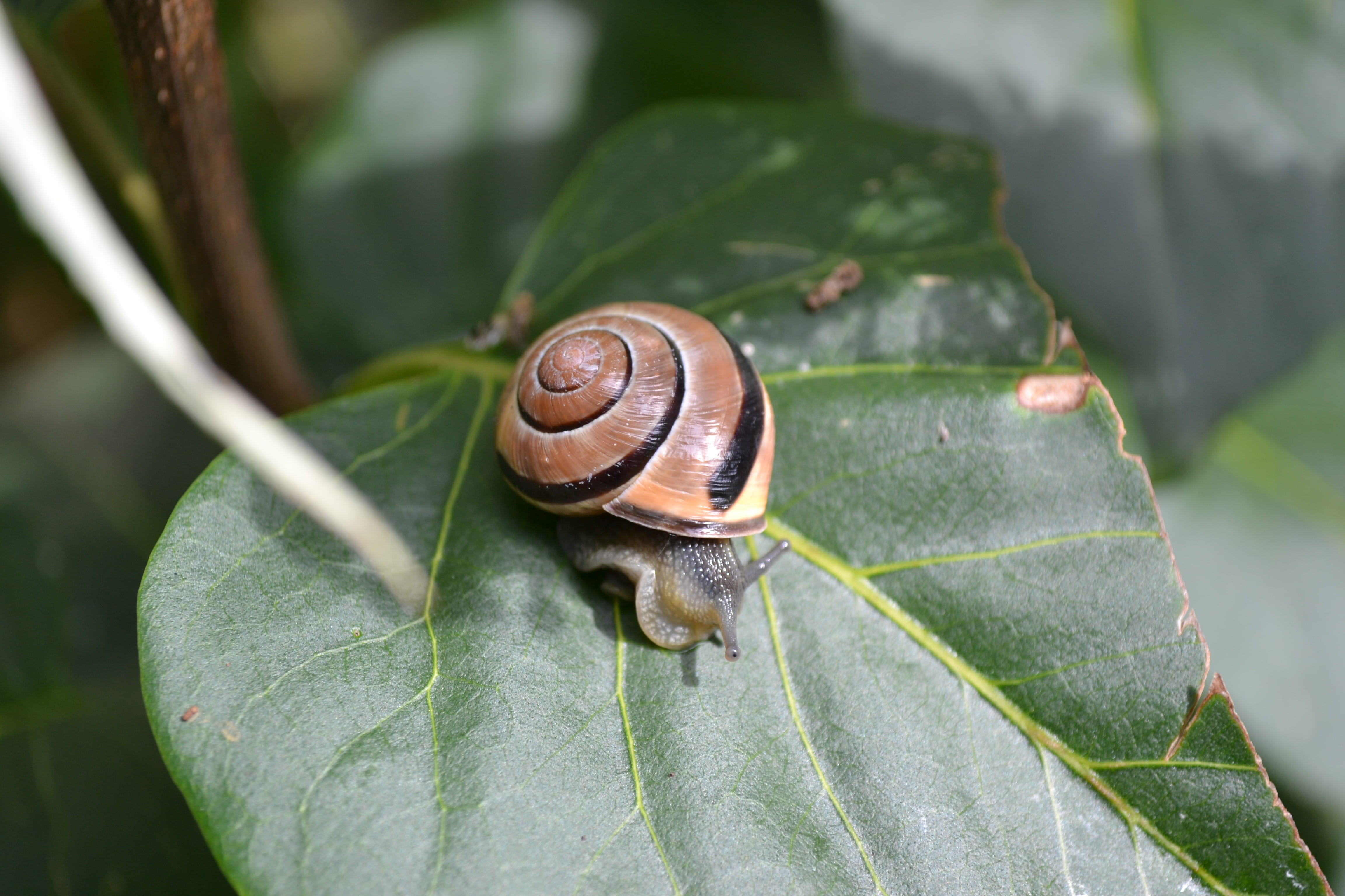 snail, boredom, mollusk, Leaf, nature, green color, no people, 4K, gastropod, plant, animal, day, plant part, fragility, Small, one animal, animal shell, HD Wallpaper