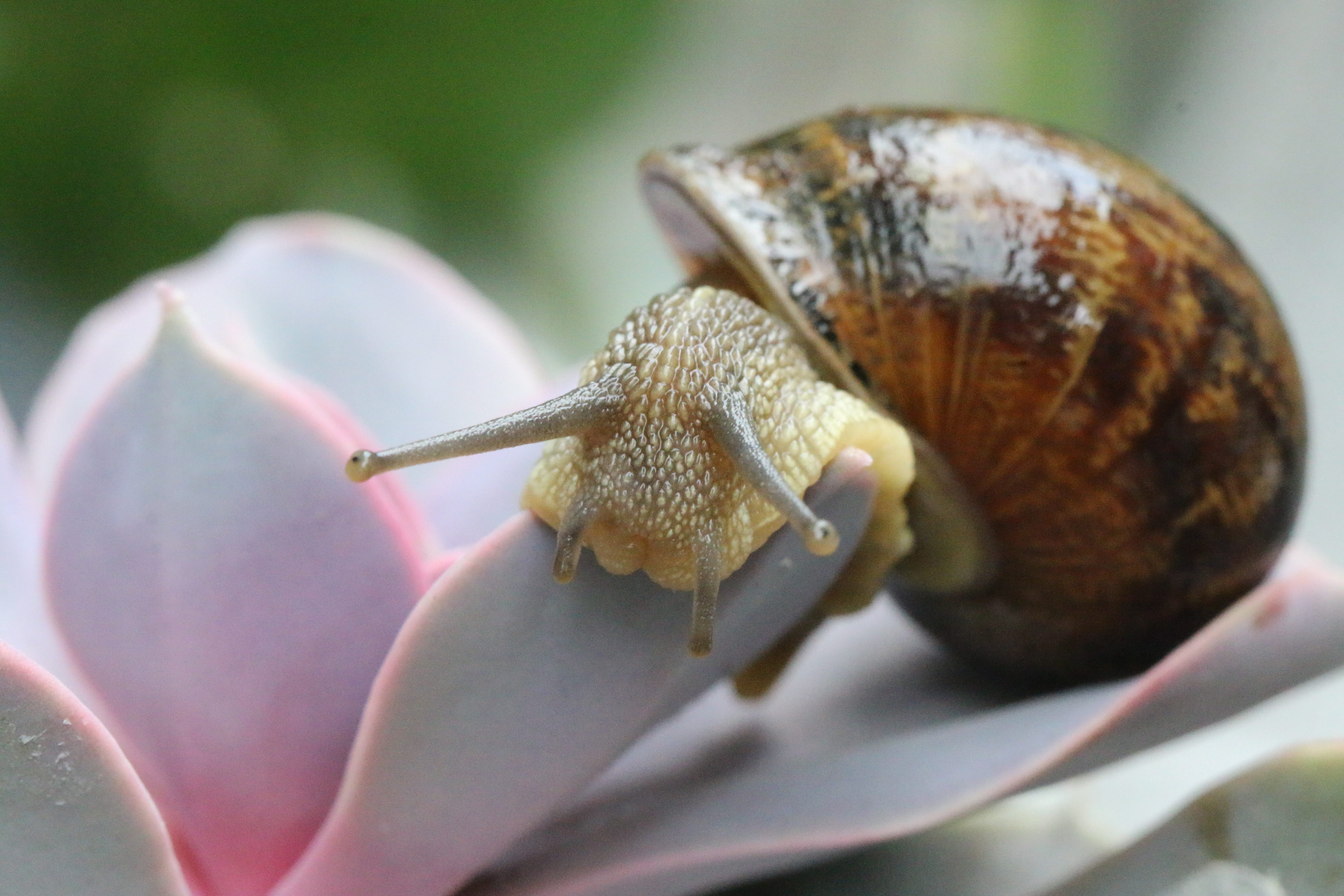 garden, focus on foreground, animal body part, gastropods, outdoors, 5K, nature, animals in the wild, animal themes, flower, animal, animal shell, animal wildlife, HD Wallpaper