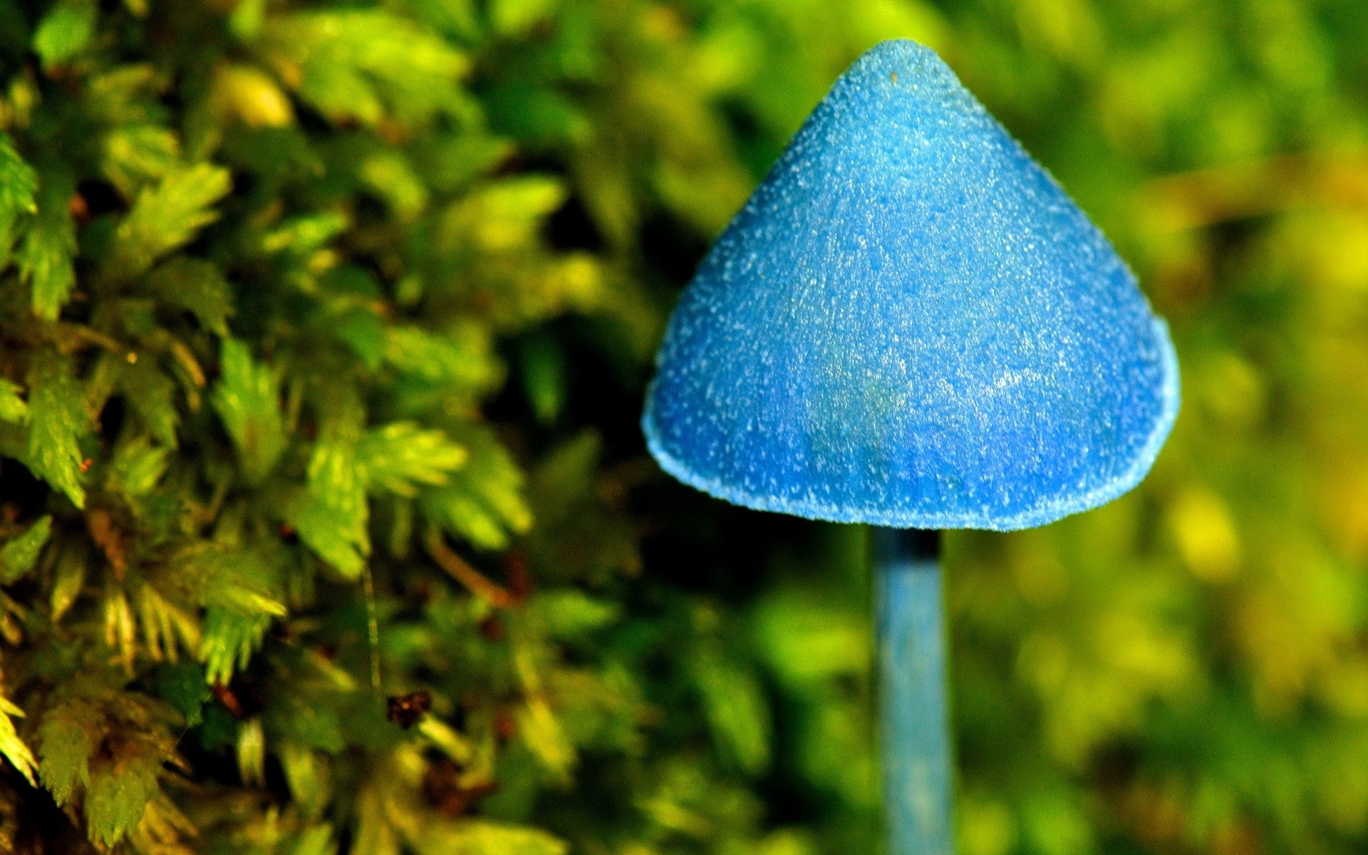 food, nature, mushroom, close-up, focus on foreground, 1080P, outdoors, no people, macro, vegetable, growth, food and drink, green color, moss, plant, HD Wallpaper