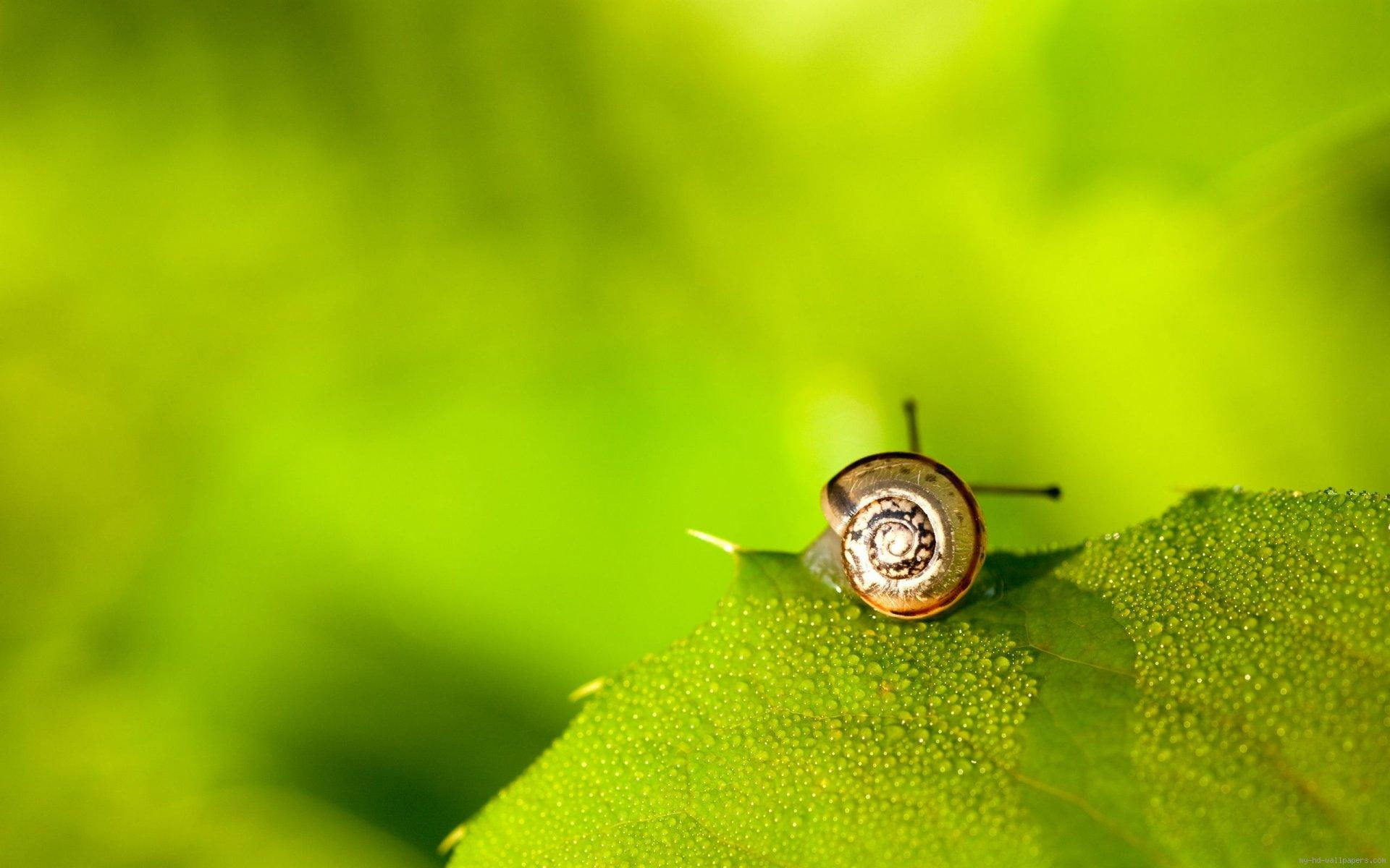 dew, brown, green, 1080P, leaf, animal, shell, snail, HD Wallpaper