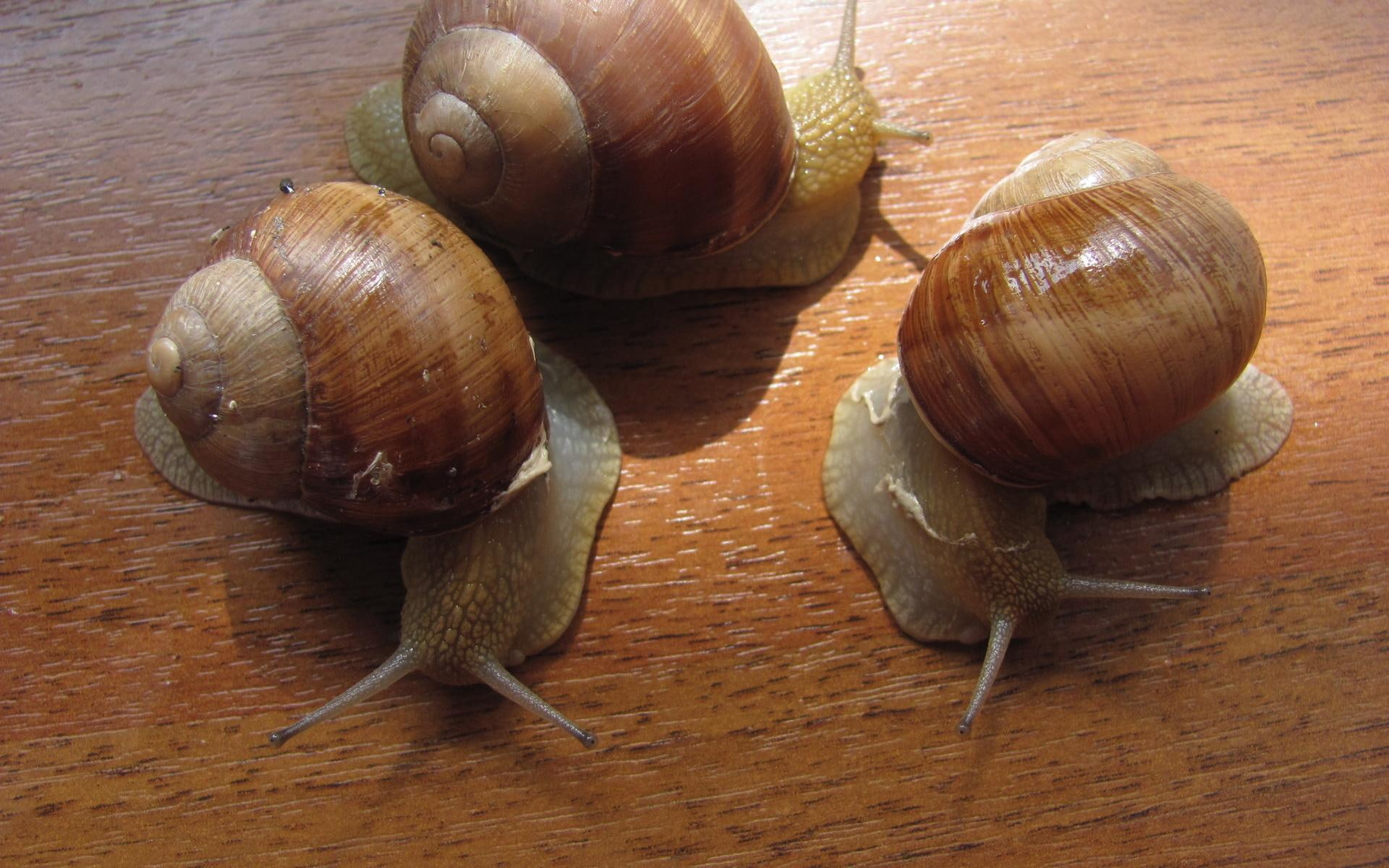1080P, snails, animals, shell, slippery, HD Wallpaper