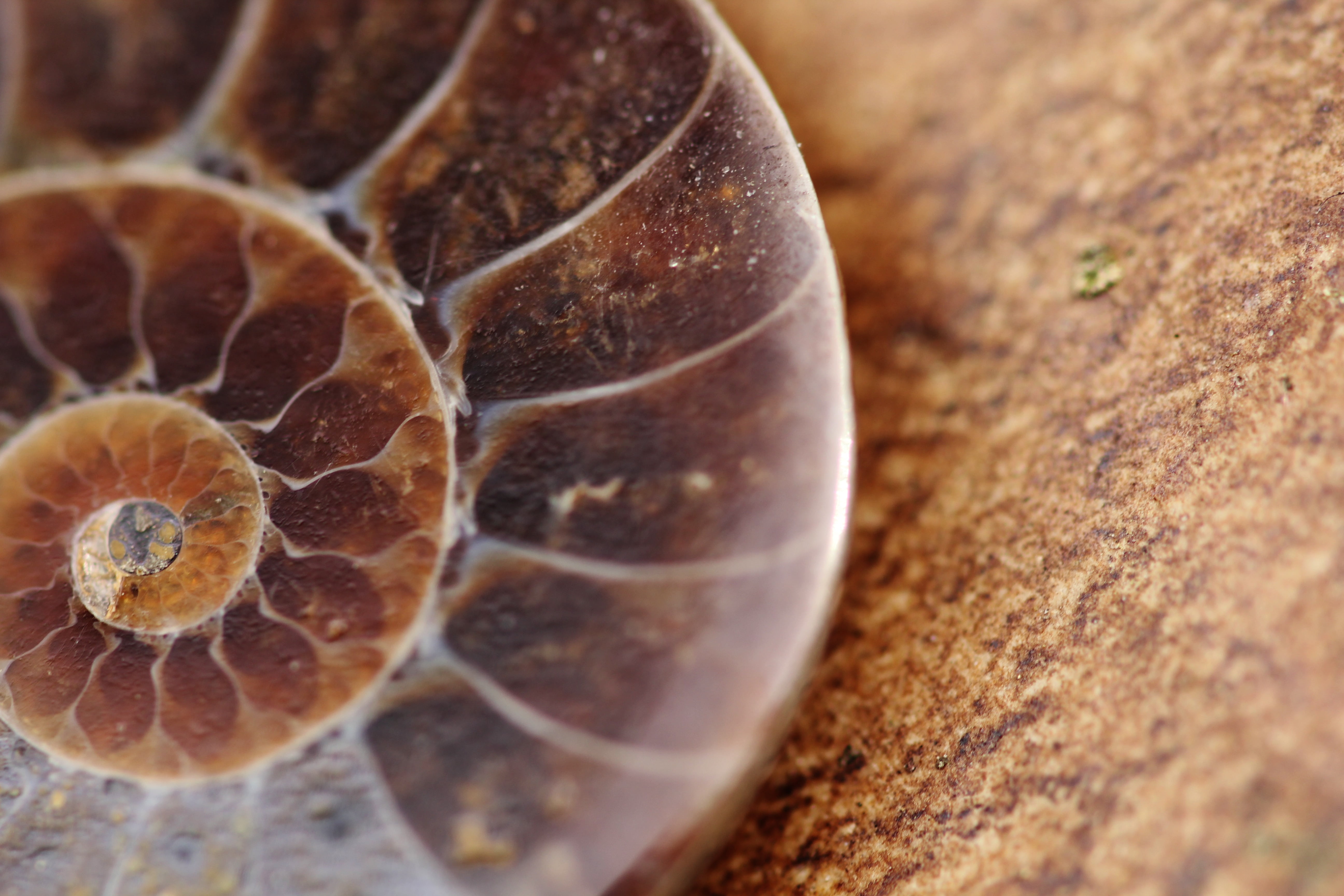 close, dry, brown, animals in the wild, petrification, nature, pattern, marine, animal, extreme close-up, 5K, animal wildlife, photography, selective focus, HD Wallpaper