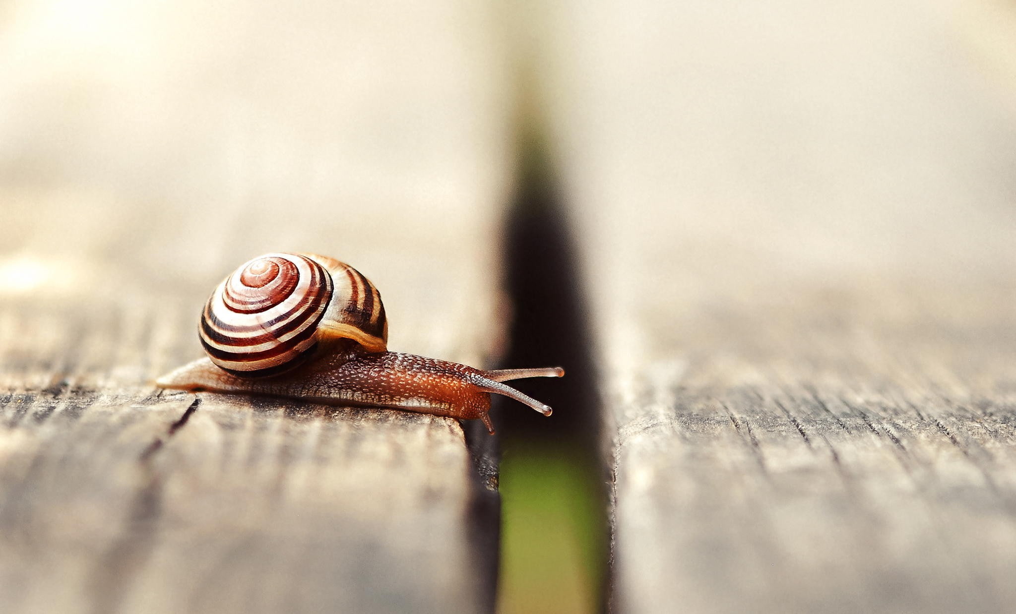 animals, wooden surface, macro, 1080P, snail, nature, HD Wallpaper