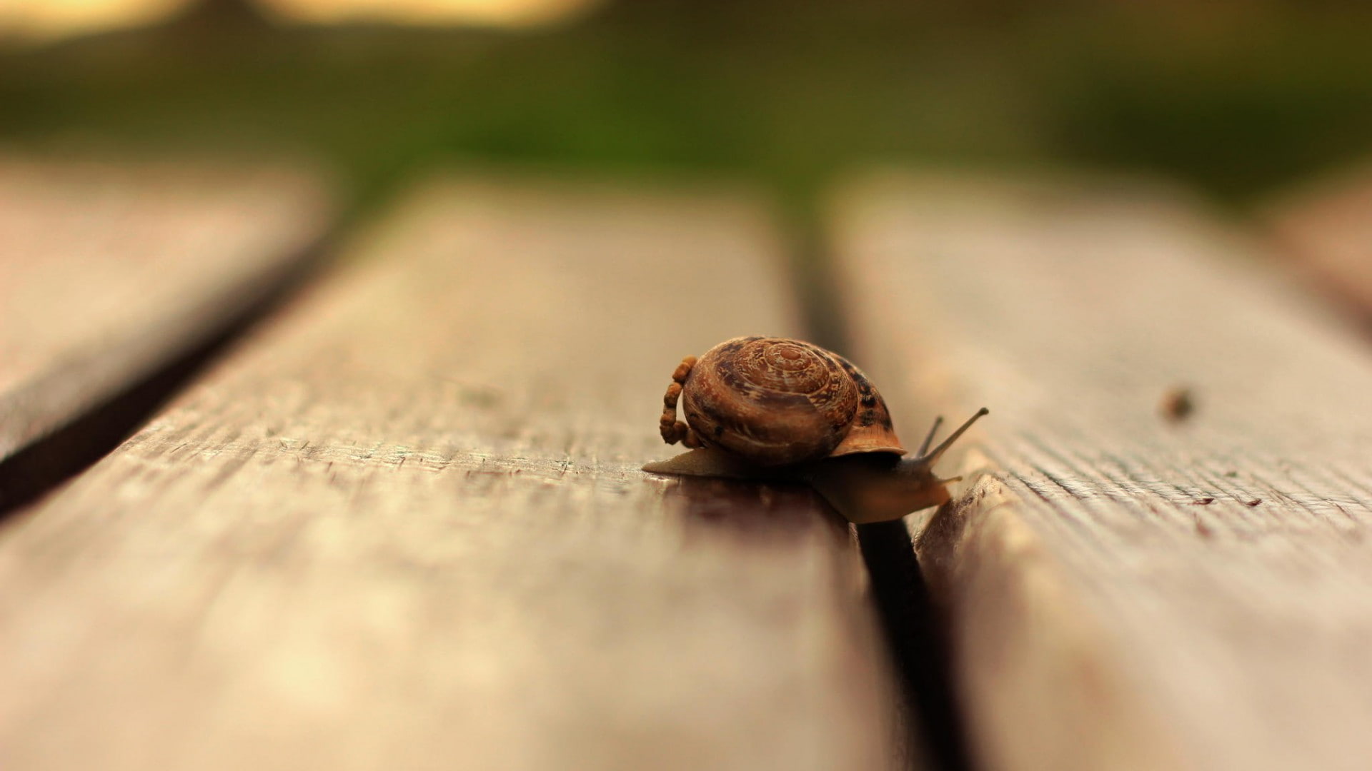 1080P, macro, wooden surface, snail, depth of field, HD Wallpaper