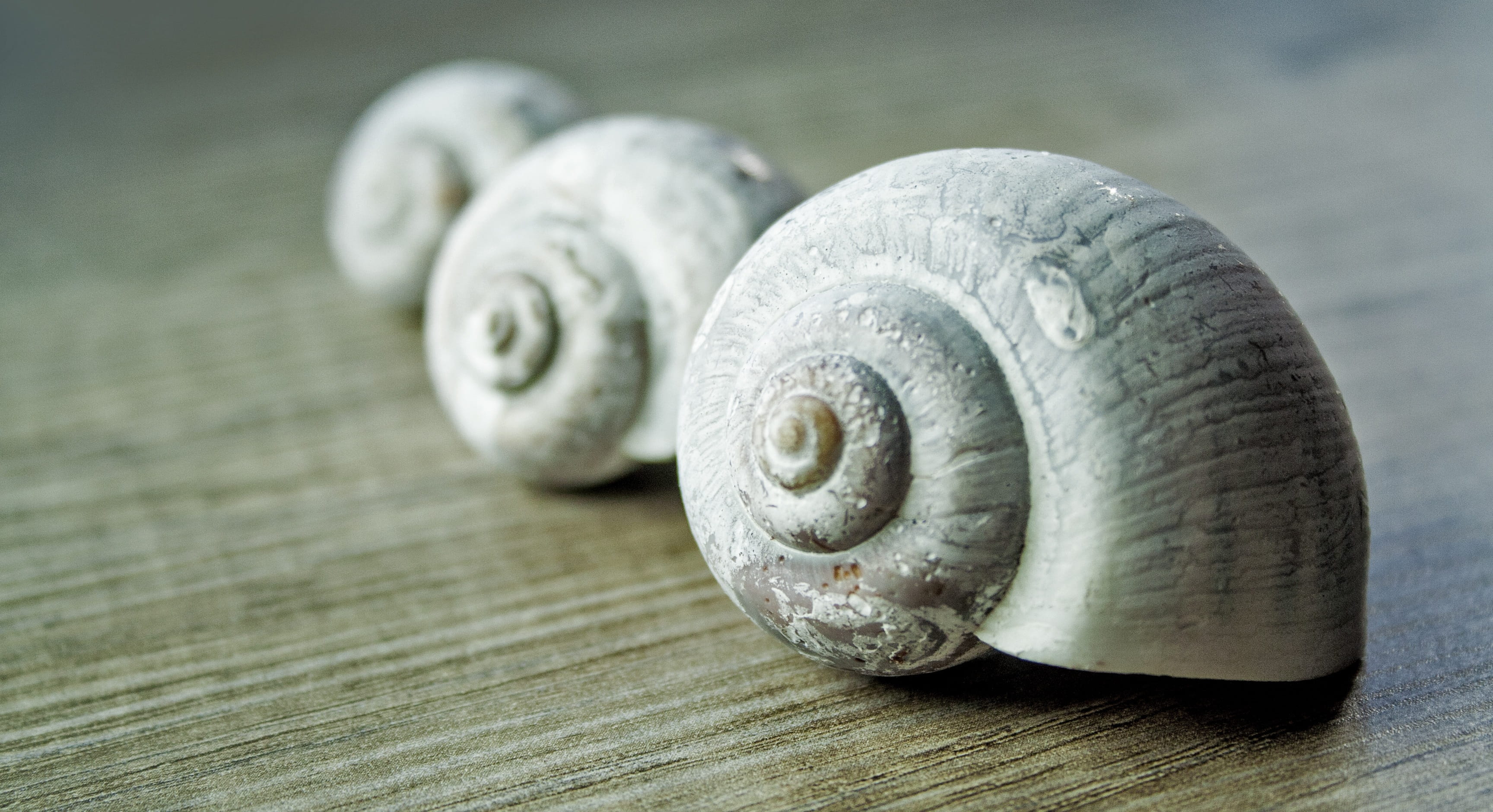 wood, invertebrate, stand, three, figure, wellbeing, decoration, still life, snail, indoors, souvenir, decorative, close-up, brown, day, spiral, 2K, deco, HD Wallpaper