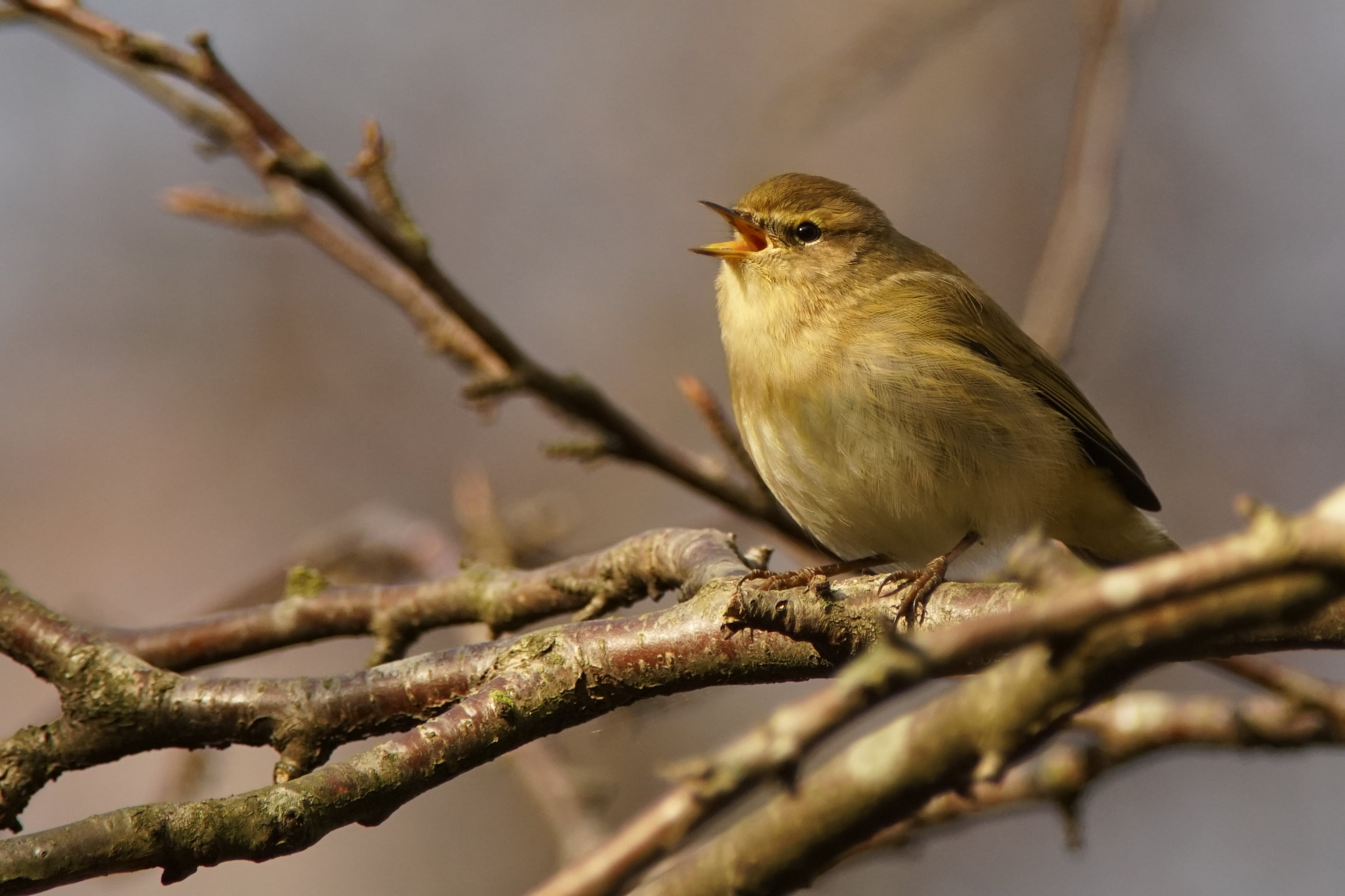 Phylloscopus collybita, close, De, animal, brown bird, brown, tree, 2K, Bult, photo, nature, phylloscopus, branch, wildlife, beak, Sony, collybita, bird, HD Wallpaper