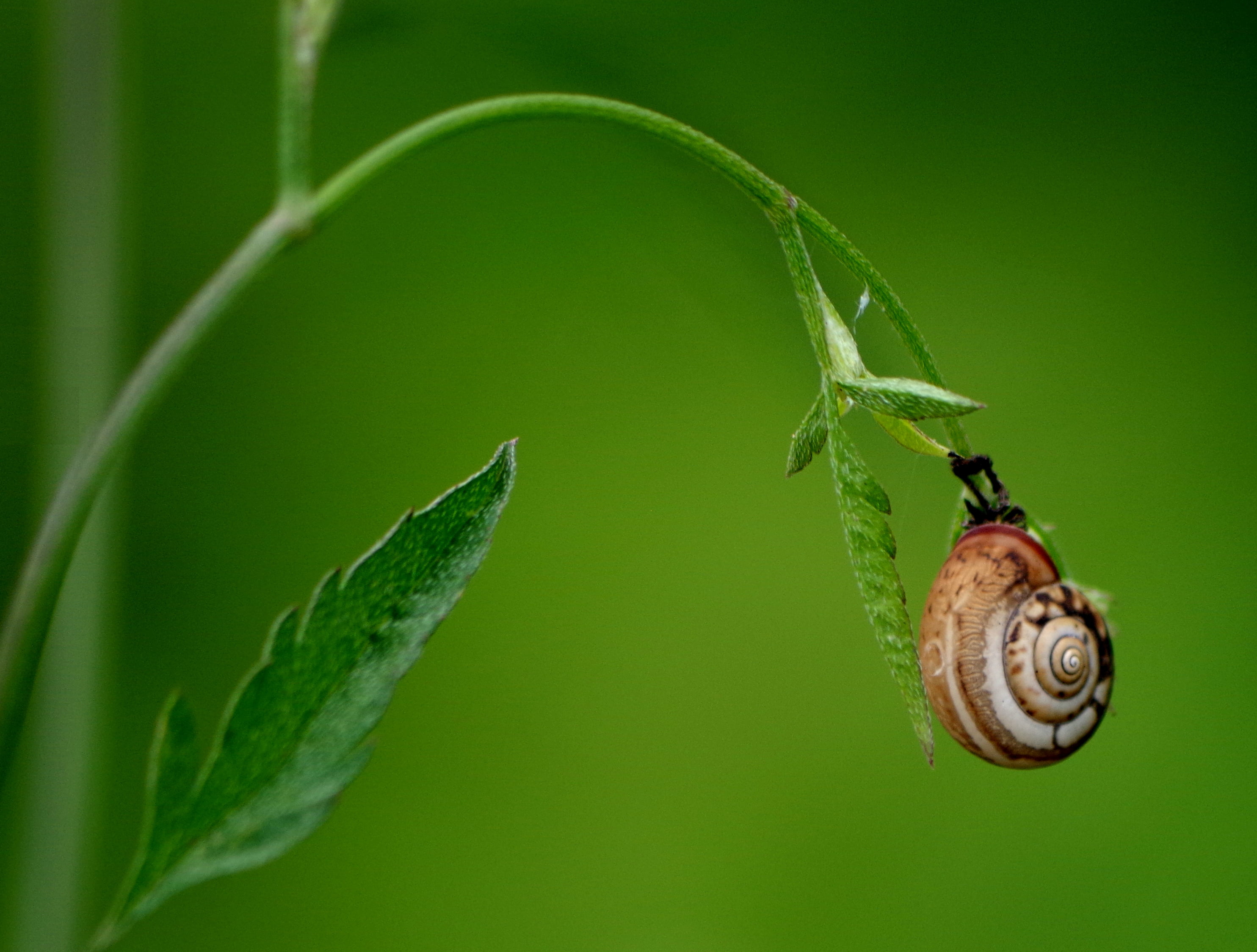 green plant, focus, Natur, природа, photography, snail, Primorsko, 2K, green Color, brown, crawling, nature, macro, selective focus, selective, animal, HD Wallpaper
