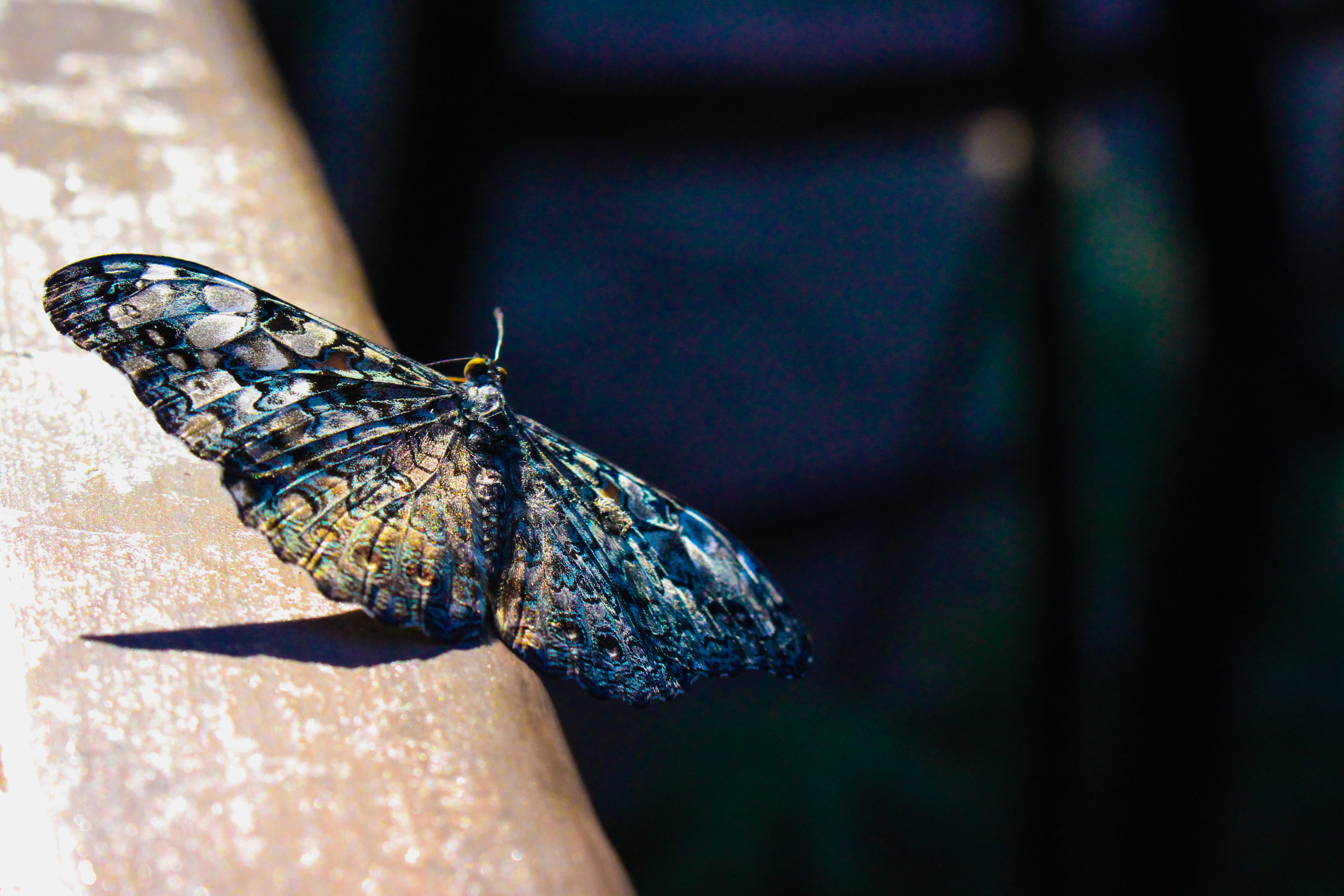 beauty in nature, perched, invertebrate, animals in the wild, one animal, solid, moth, gray, insect, black color, photography, little, colors, selective, HD Wallpaper