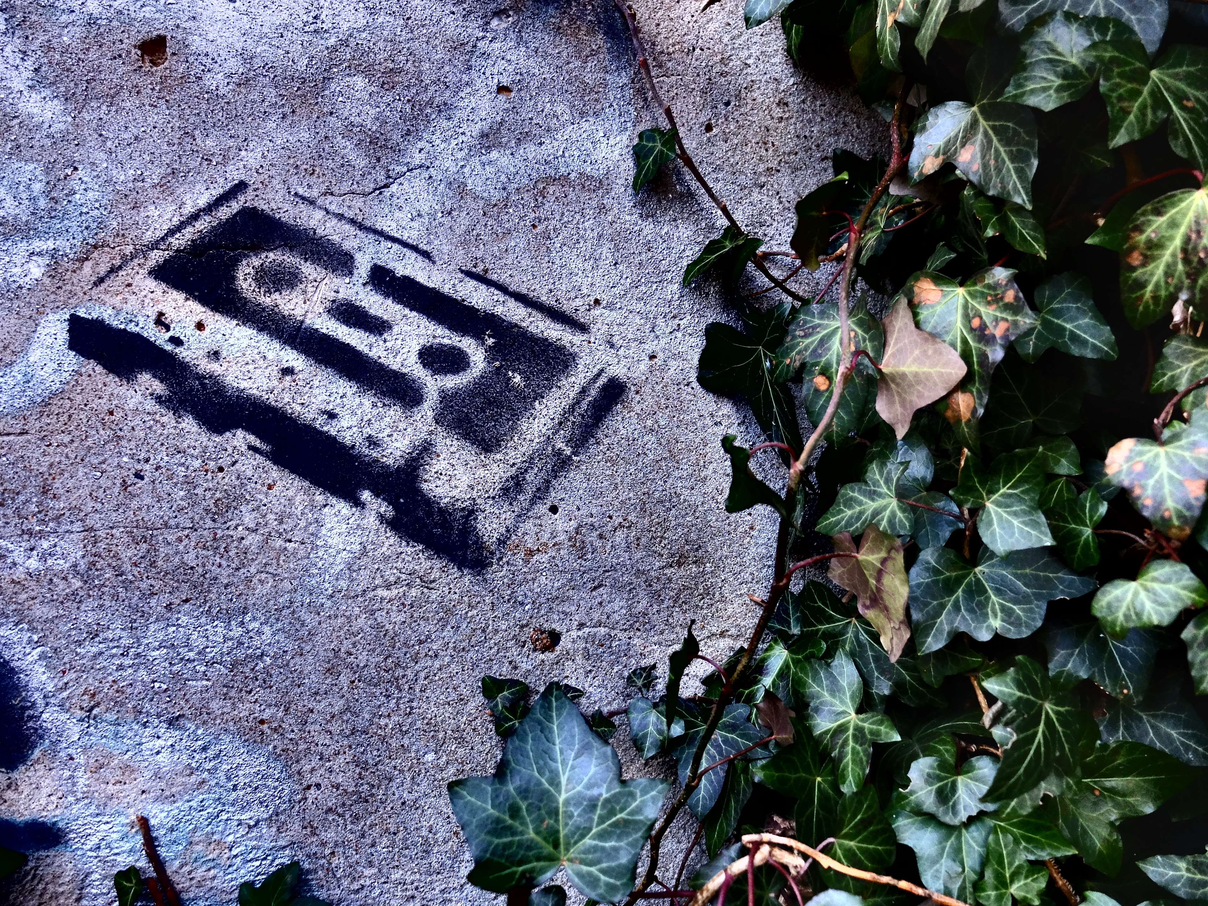 wall - building feature, growth, western script, high angle view, no people, textured, ivy, nature, grafitti, plant part, concrete, outdoors, communication, HD Wallpaper