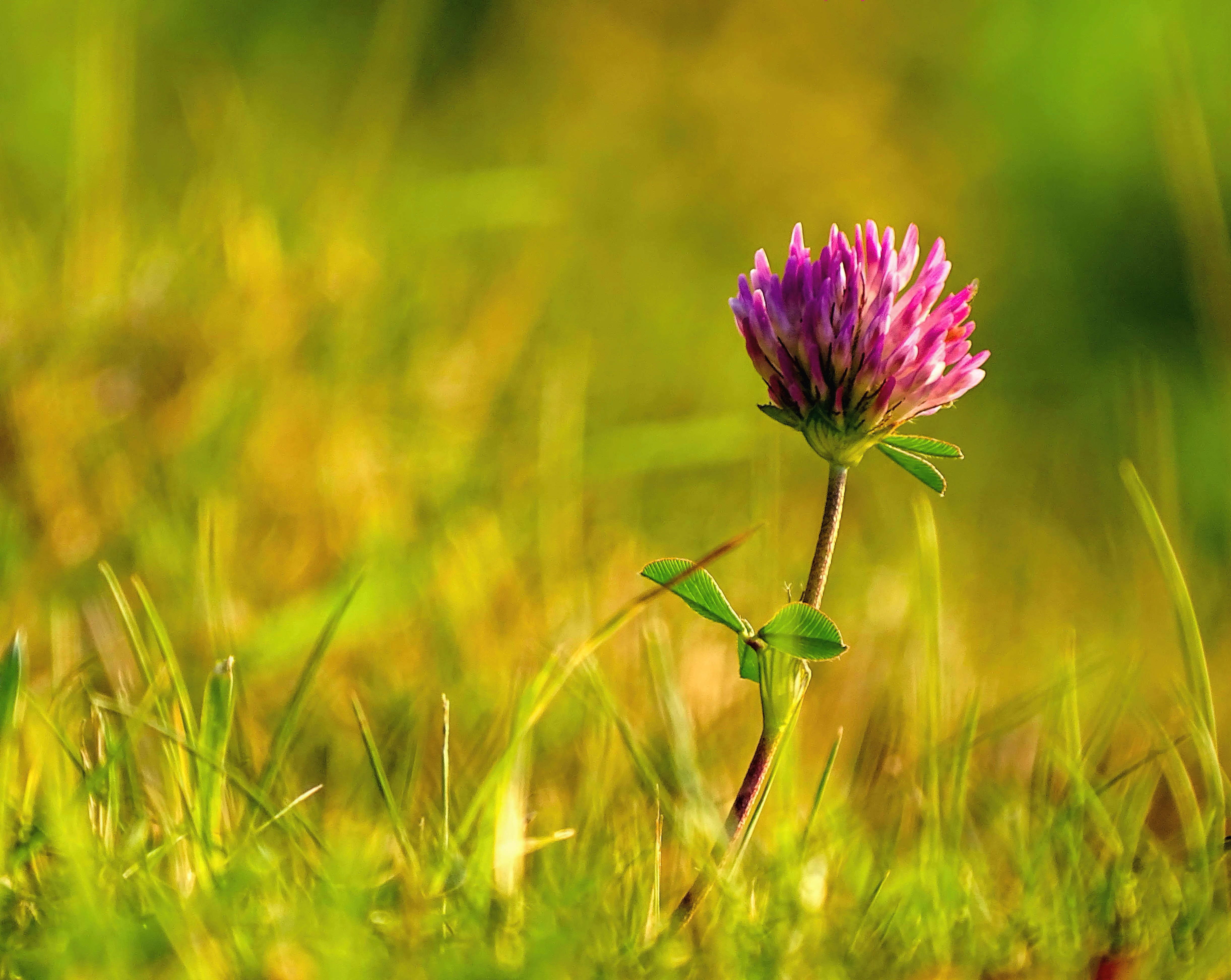 flowers, trefoil, II, summer, green  grass, green Color, latvija, outdoors, meadow, photography, last man standing, beauty In Nature, nature, pink, autumn, HD Wallpaper