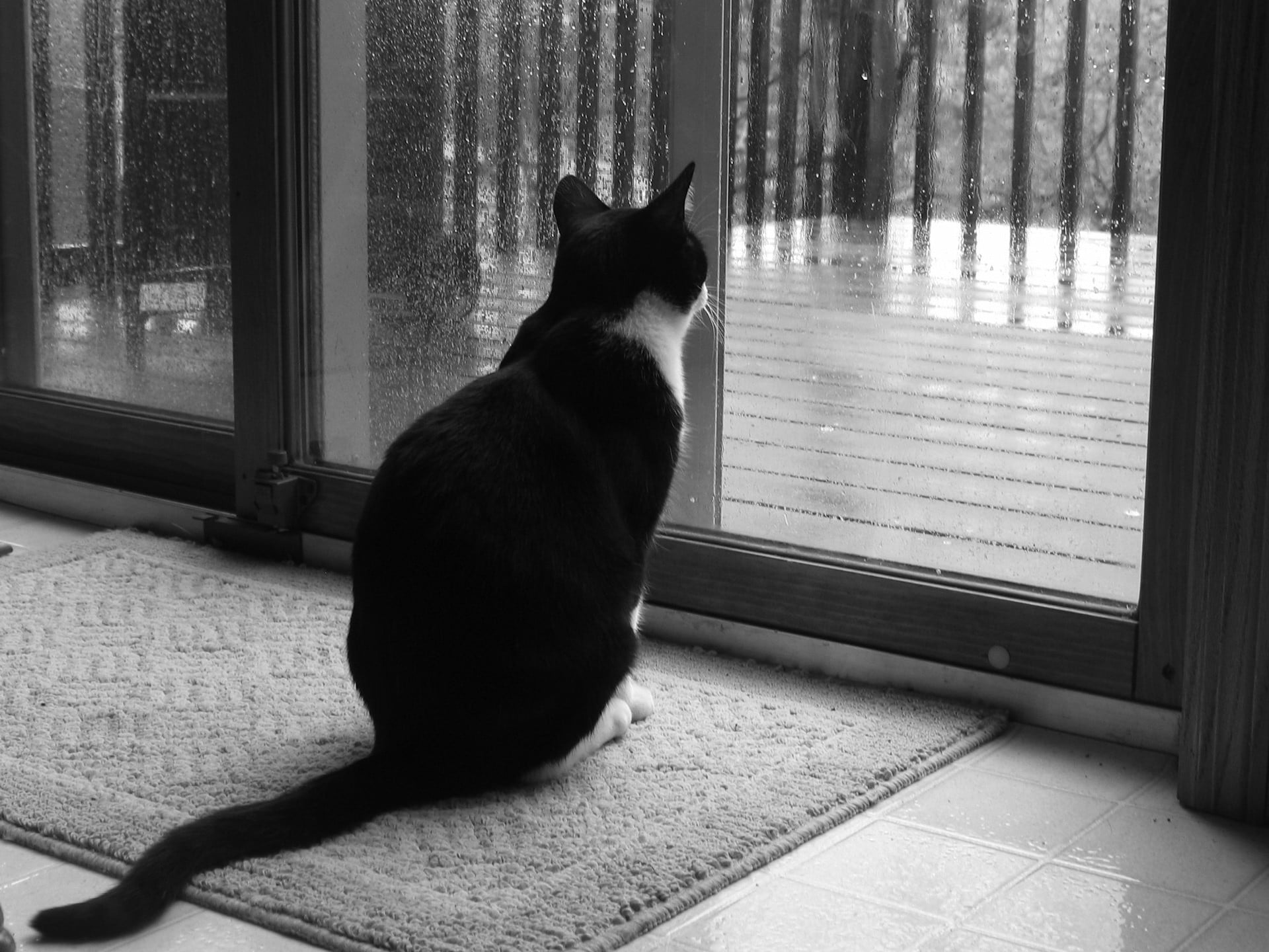 no People, tuxedo, glass - material, one Animal, cat, indoors, 1080P, sadness, close-up, sitting, animal, window, day, loneliness, Black and white, domestic Cat, HD Wallpaper