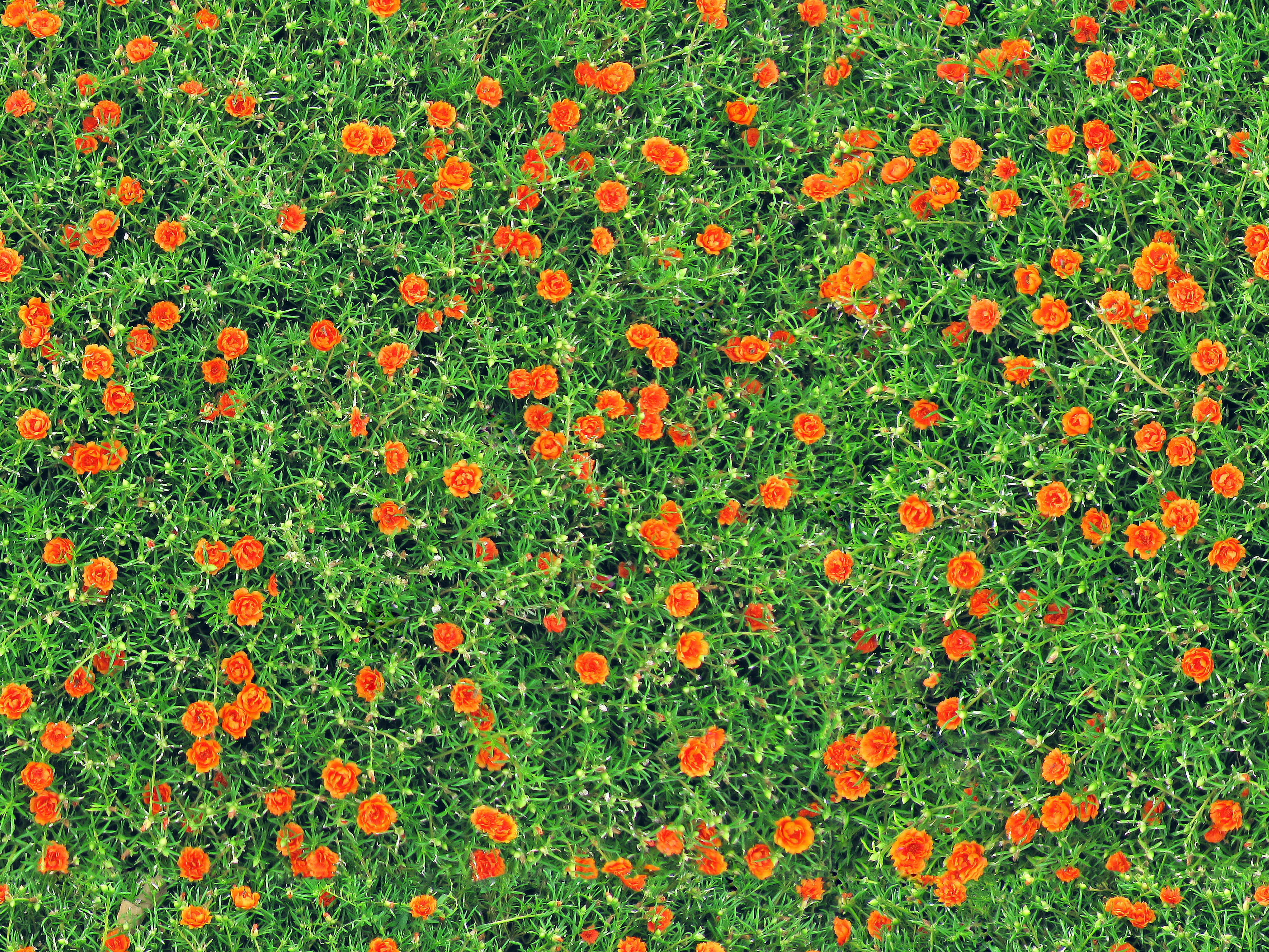 growth, pinks, field, green color, summer, blooming cover, many, abundance, uniform, flat, freshness, spring, nature, temperate flower, flower bed, land, HD Wallpaper