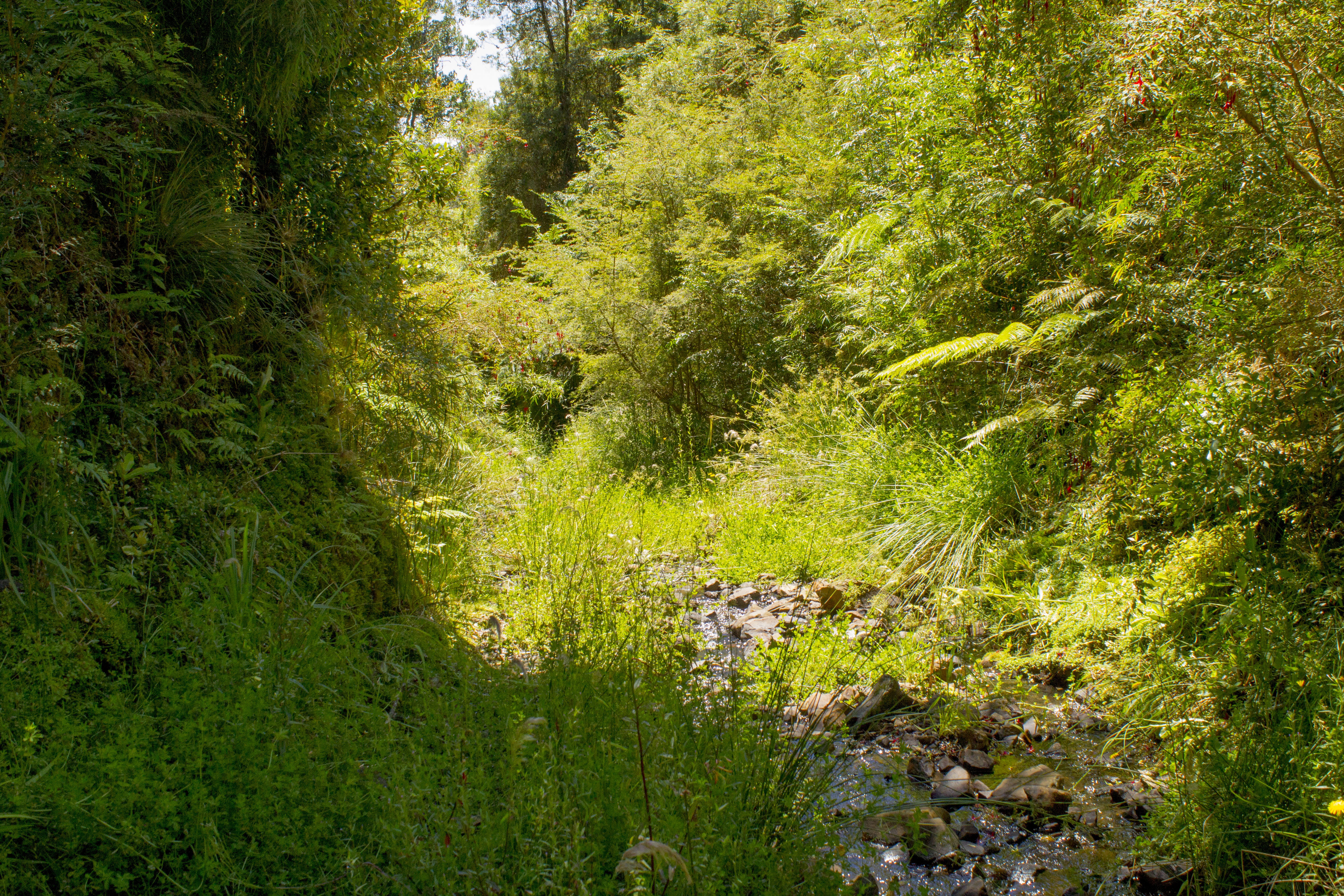 nature, remote, growth, land, tranquil scene, tranquility, biodiversidad, outdoors, forest, temperate forest, chiloe, rivers, naturaleza, sunlight, green color, HD Wallpaper
