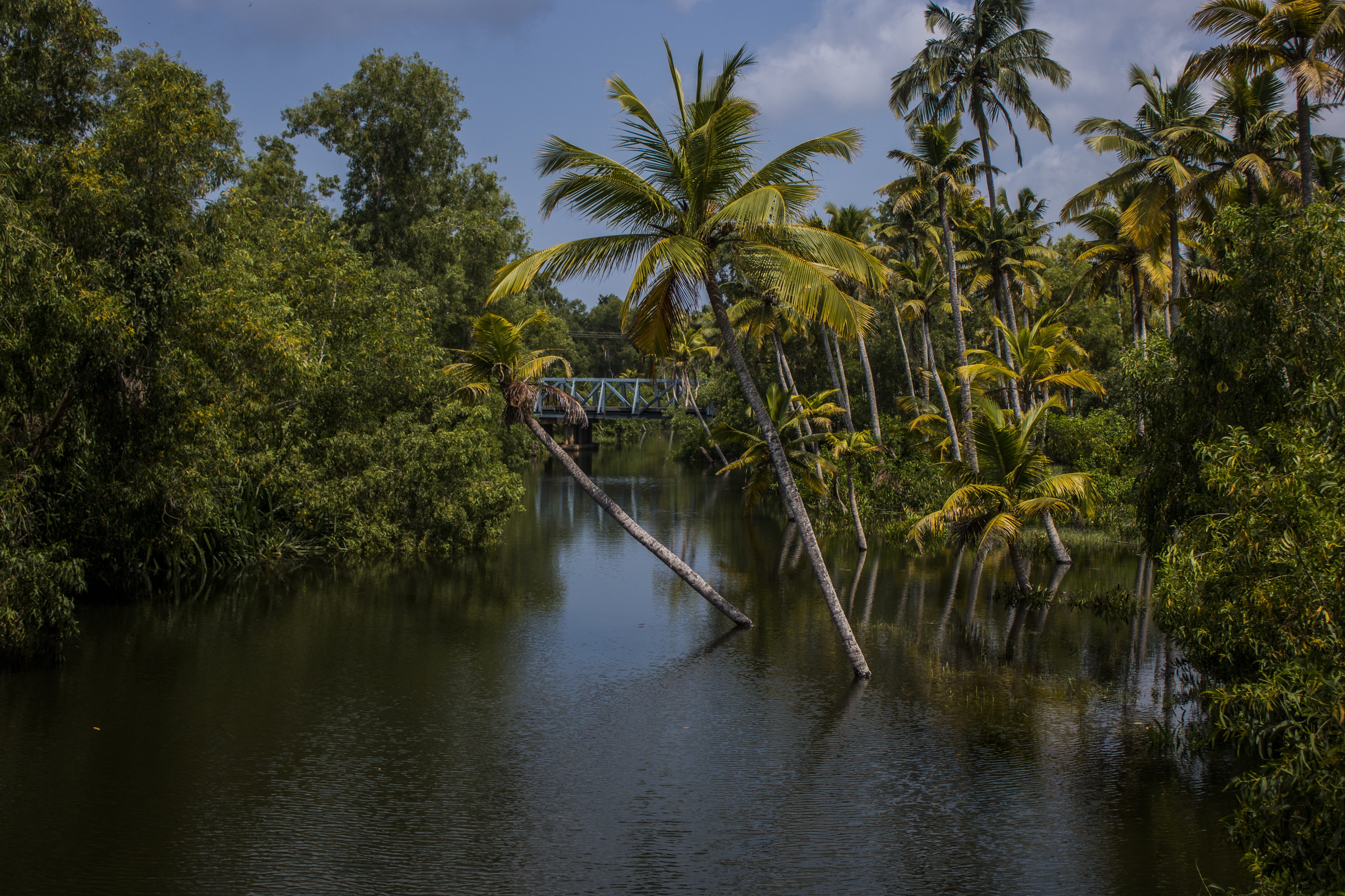 lake, Sea, jungle, Travel, 5K, palm, outdoors, water, Palm Trees, river, beauty in nature, day, outdoor, tranquil scene, allepey, canal, tropical, vacation, HD Wallpaper