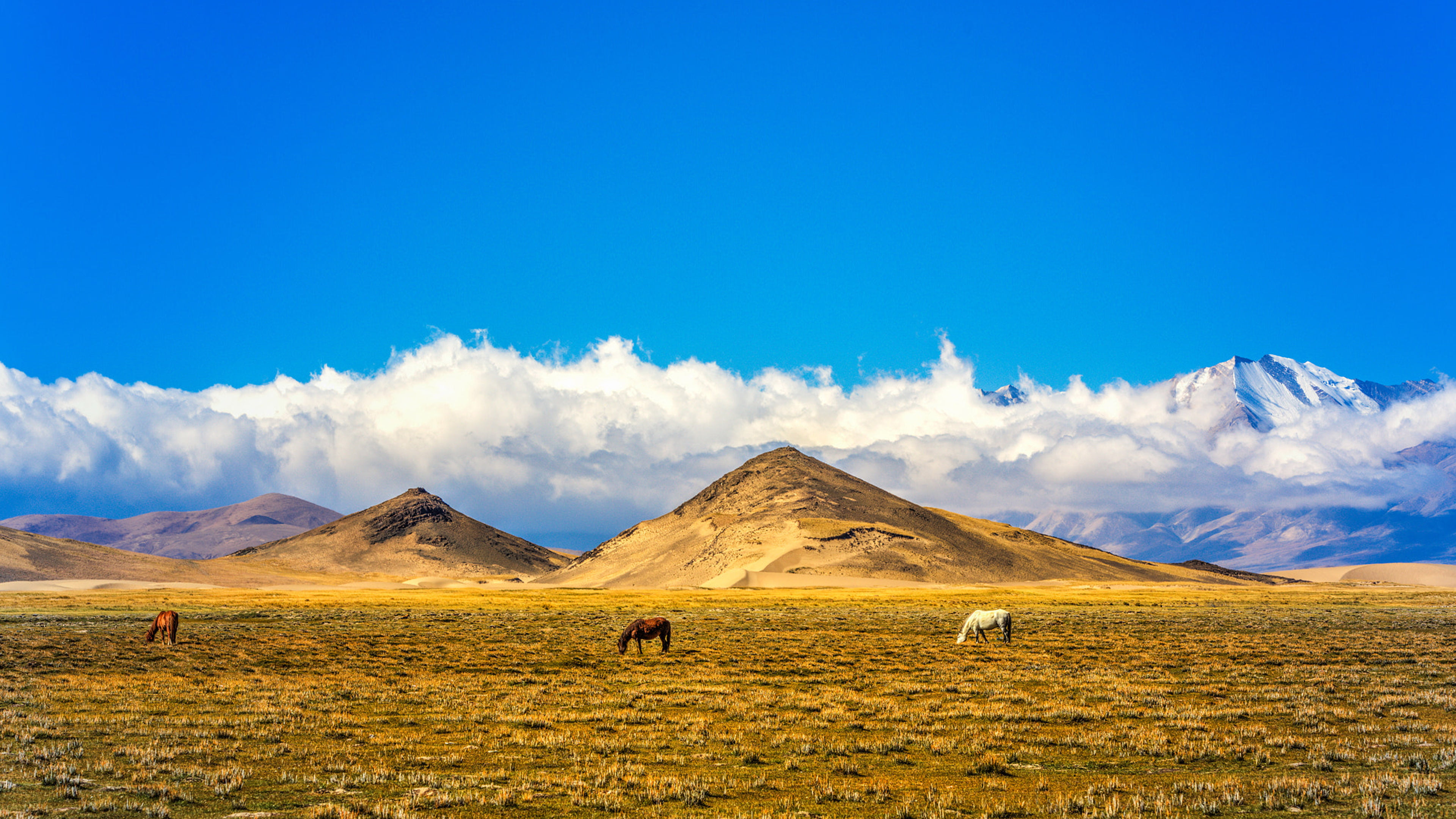 environment, people, travel destinations, mammal, scenics - nature, landscape, travel, tibet, ultra, phones, tablet, mountain, beauty in nature, domestic animals, HD Wallpaper