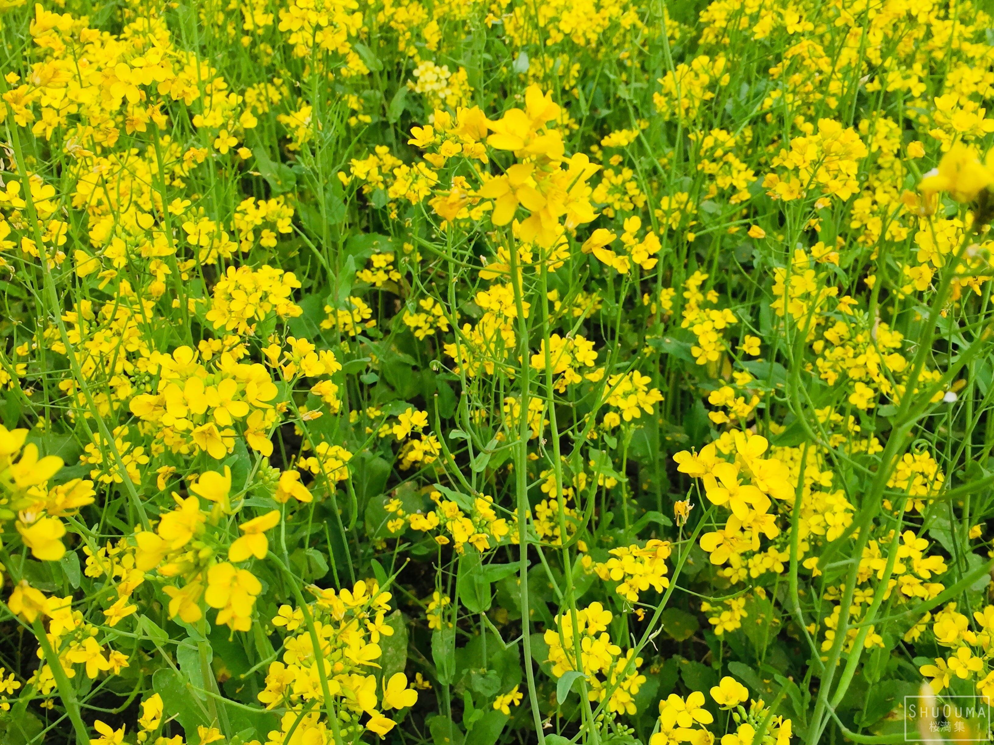 Mustard Plant, Flowers, Flower, 2K, HD Wallpaper
