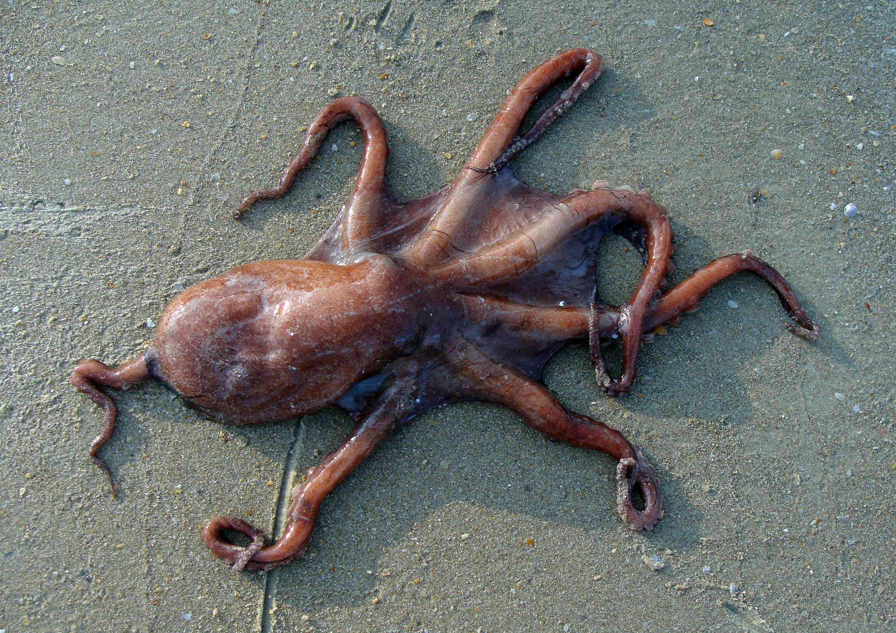 brown, outdoors, no people, beach, animal themes, wet, shape, octopus vulgaris, animal wildlife, day, animals in the wild, close-up, one animal, 2K, sand, HD Wallpaper