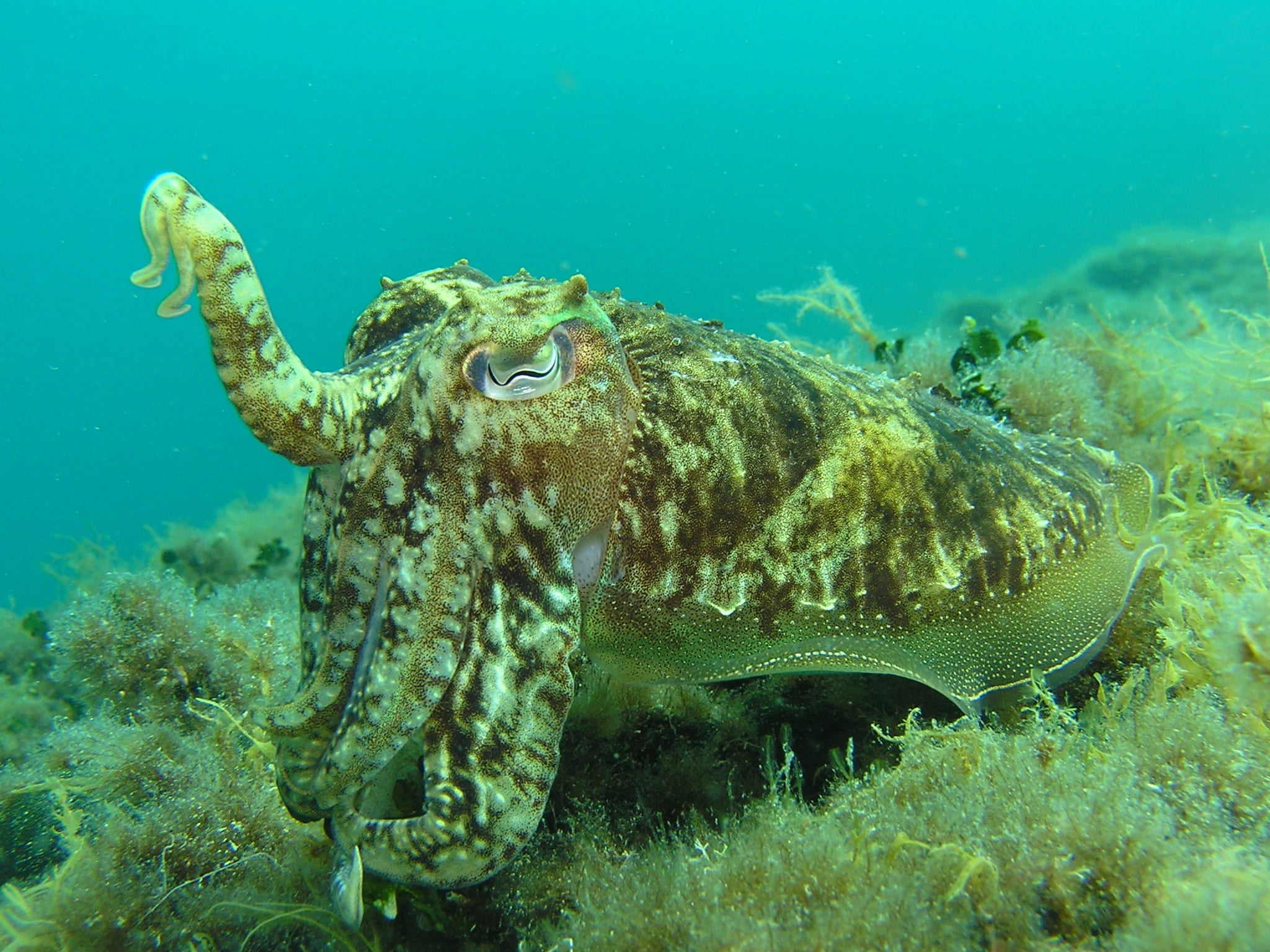 animal wildlife, squid, coral, day, vertebrate, octopus, marine, animals in the wild, reptile, sea life, mediterranean, diving, croatia, invertebrate, swimming, HD Wallpaper