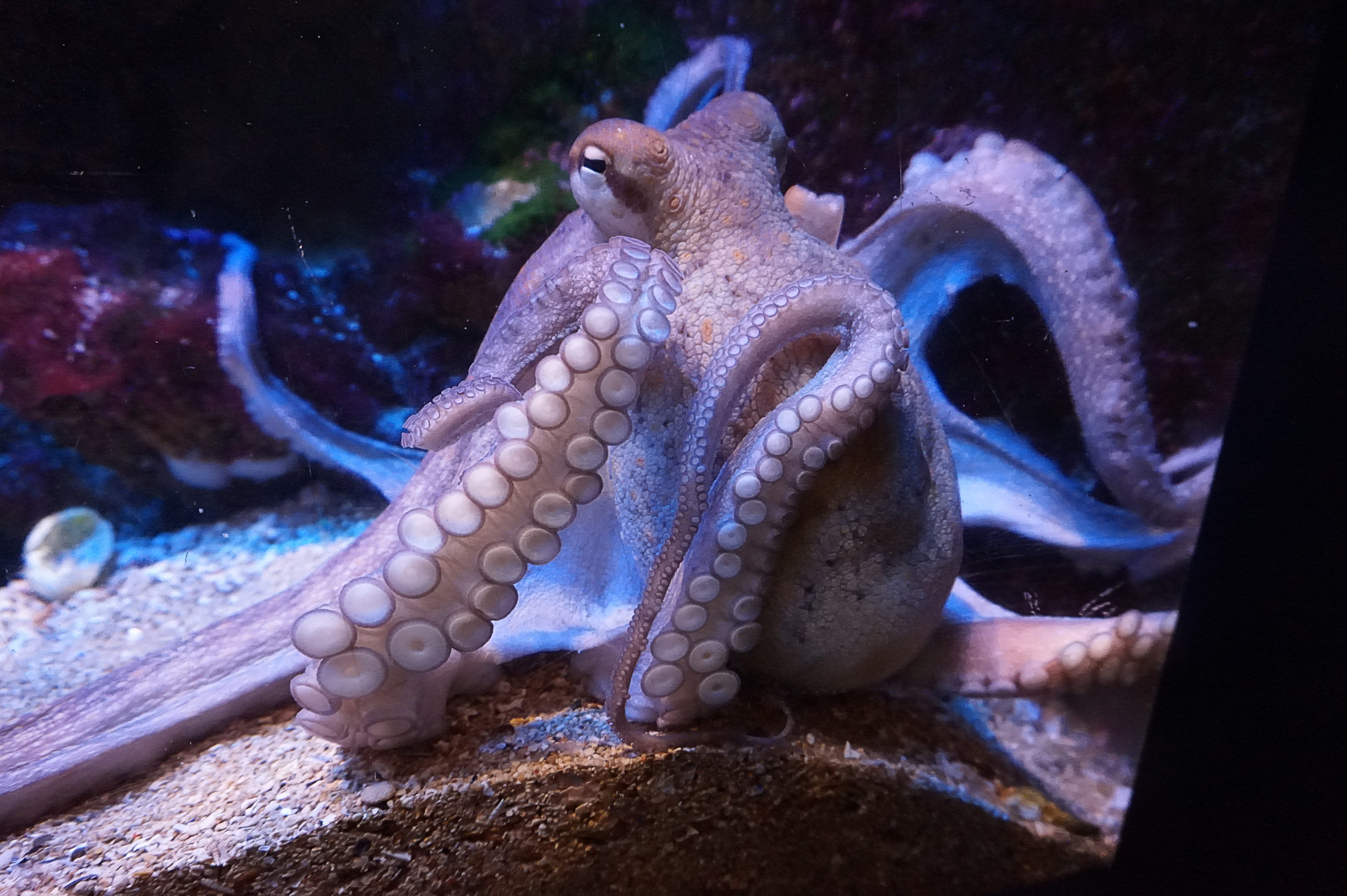 sea animal, close, animal wildlife, nature, transparent, underwater, no people, tentacle, squid, animal, brown, animal eye, sea life, marine, sea, closeup, HD Wallpaper
