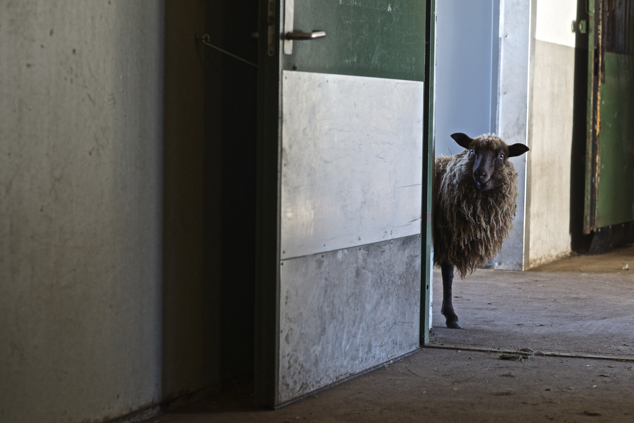 domestic animals, full length, pets, building, no people, built structure, sheep, animal wildlife, one animal, outdoors, entrance, 1080P, livestock, vertebrate, HD Wallpaper